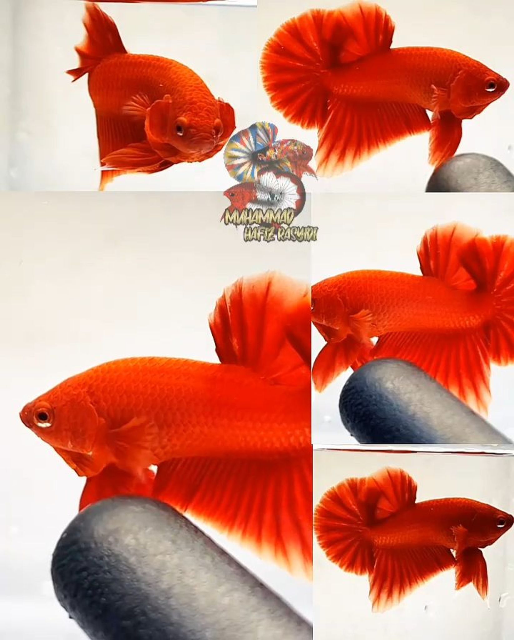 Super red