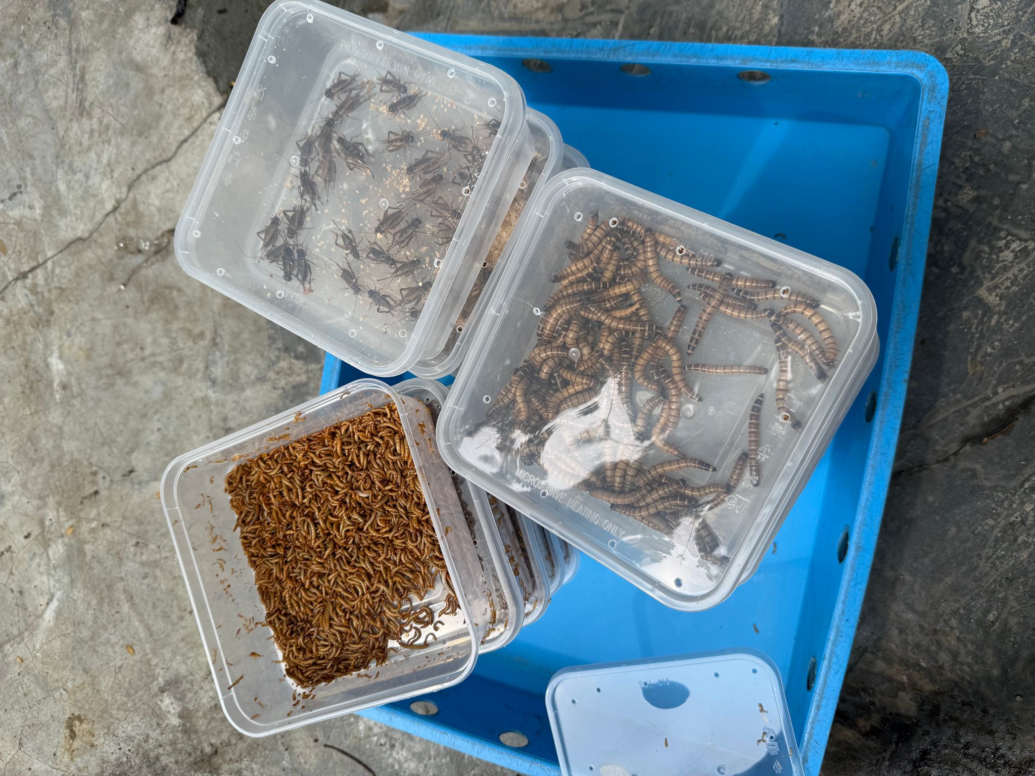 Superworm/ mealworms/ crickets in boxes