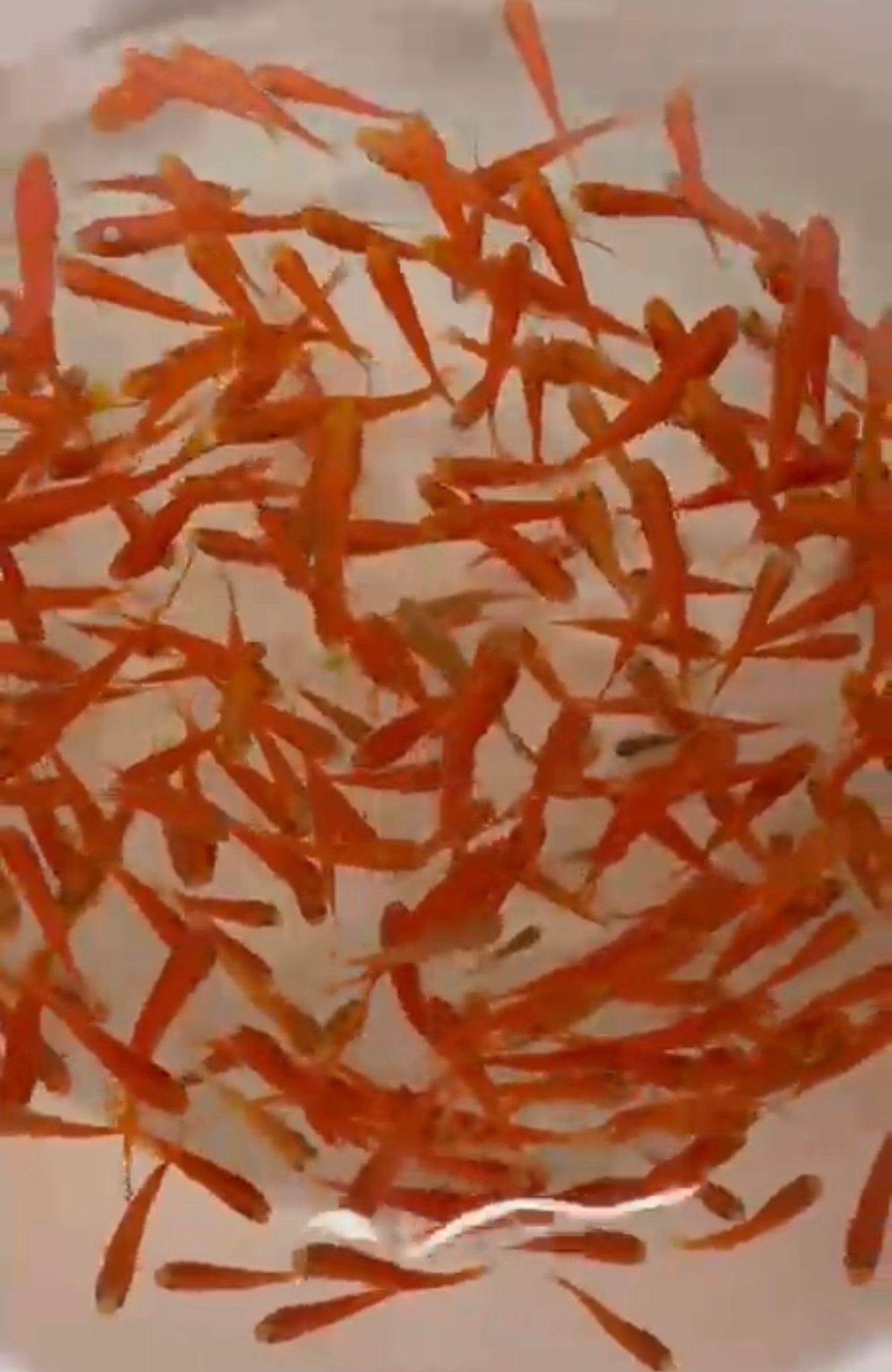 Swordtail feeders