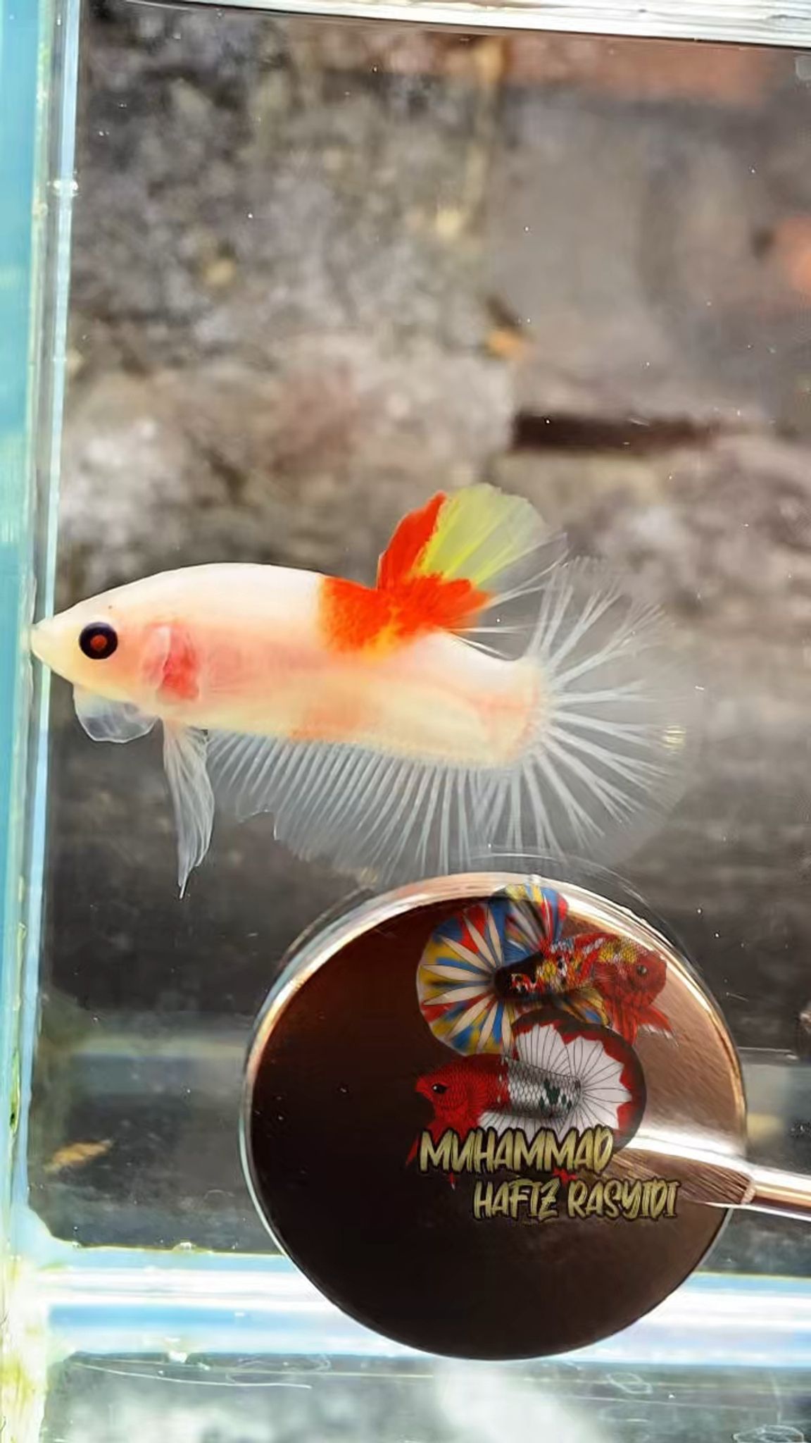TANCHO AOC