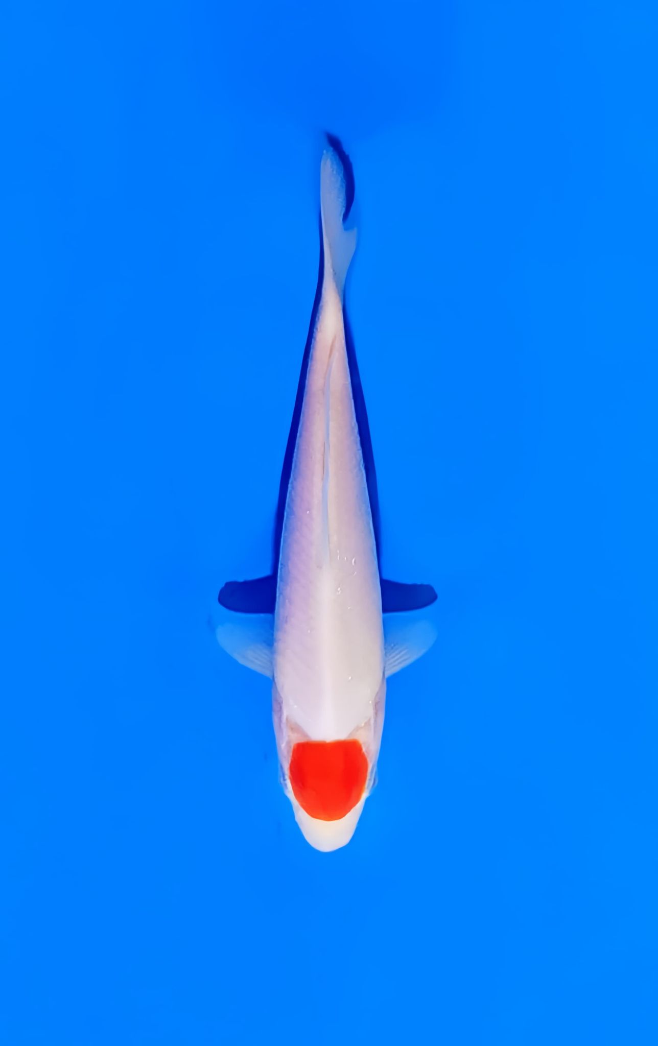 Tancho Kohaku Koi