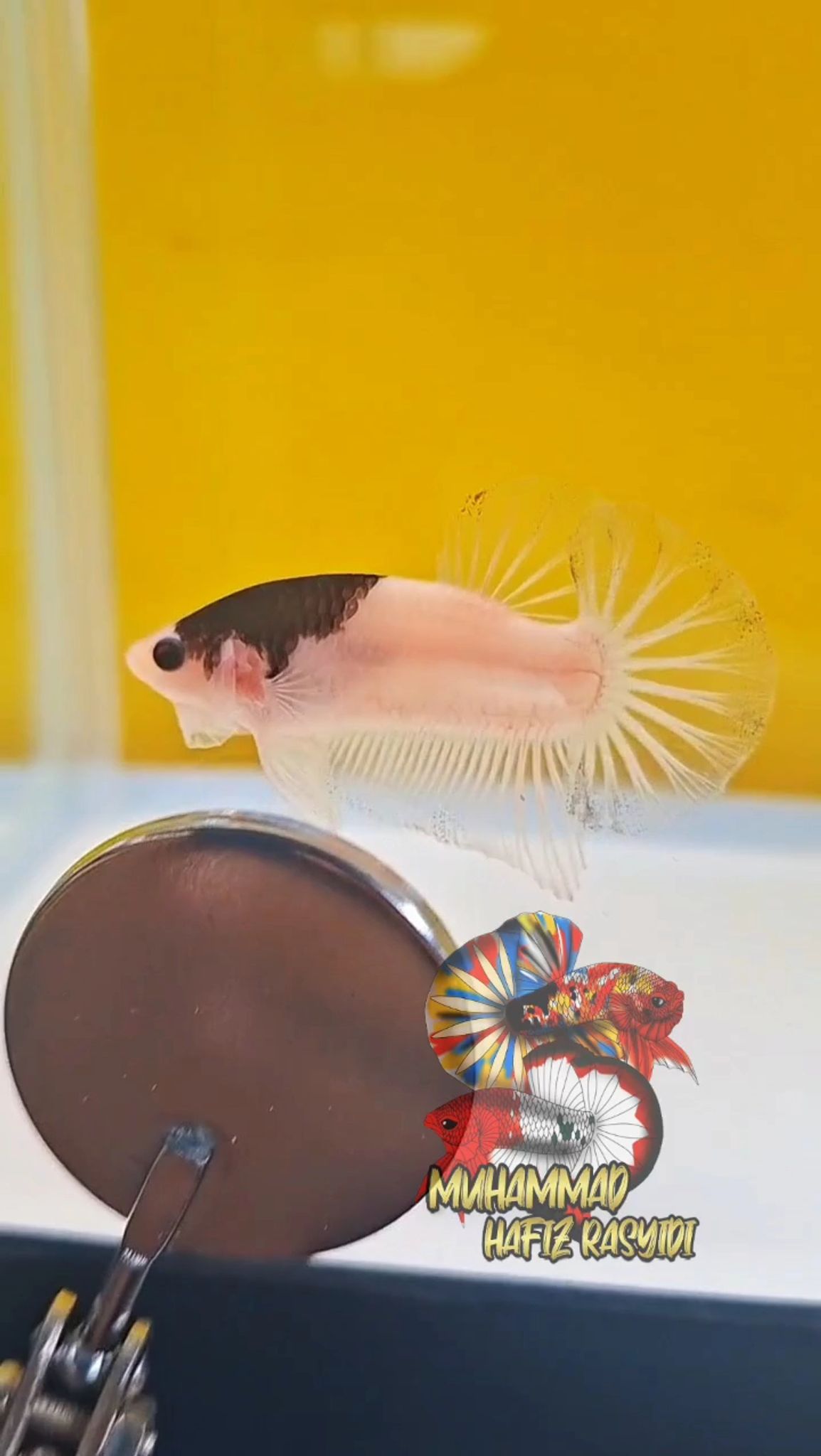 Tancho