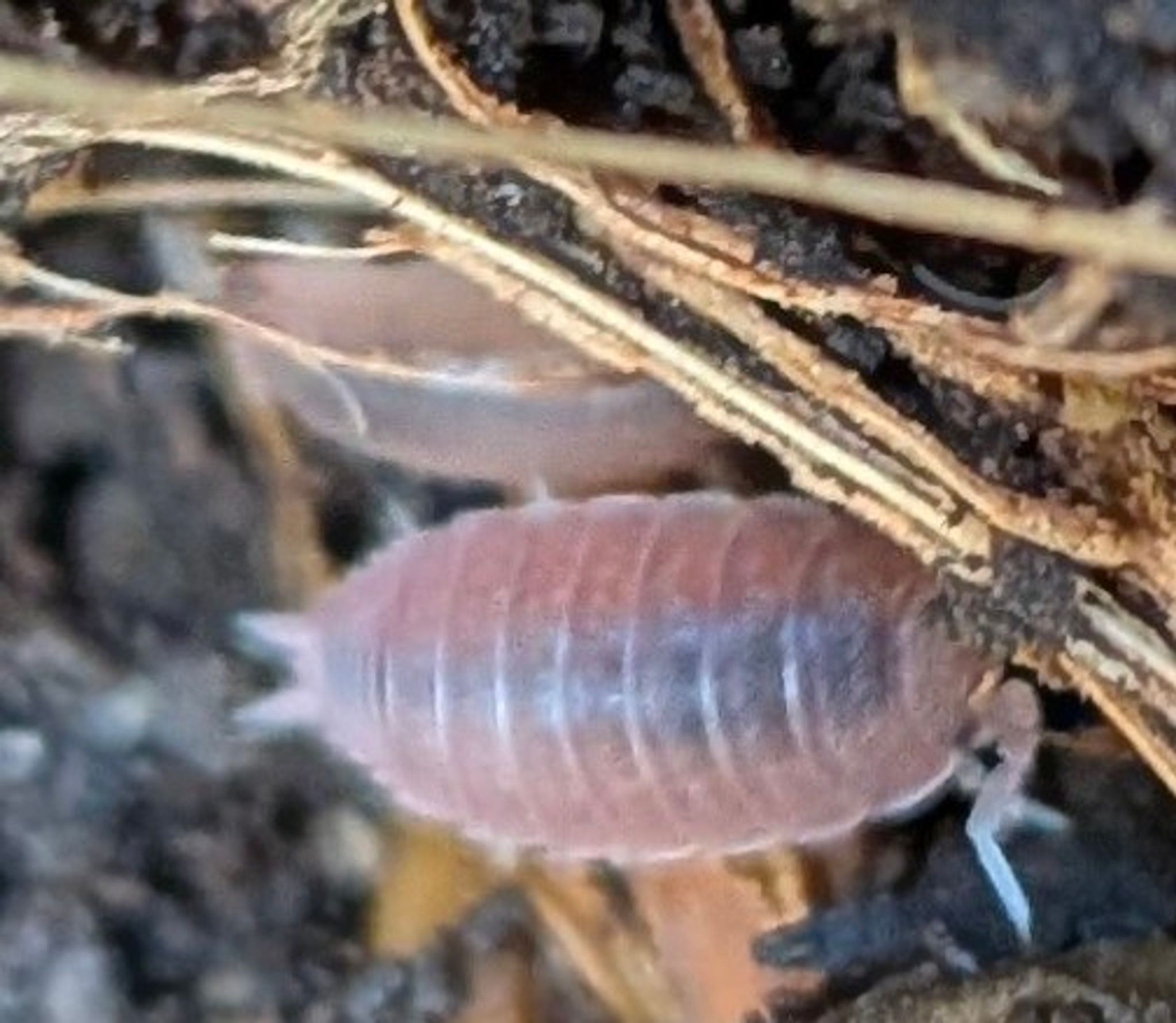 Dwarf Grey Isopods (Active Clean-Up Crew) – Perfect for Bioactive Terrariums & Vivariums!