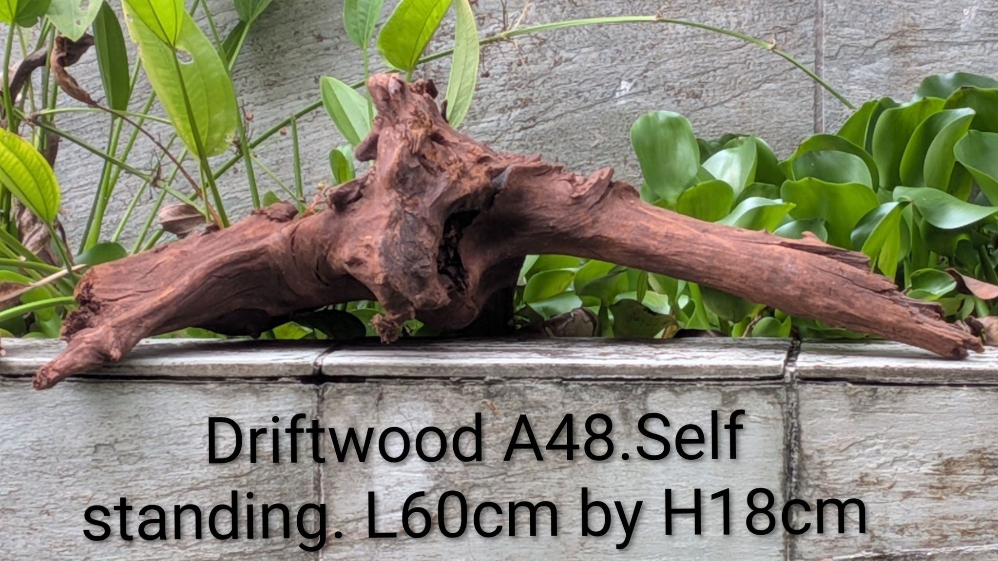[A48] Premium Self-Standing Low-Profile Arch & Root-Knot Driftwood