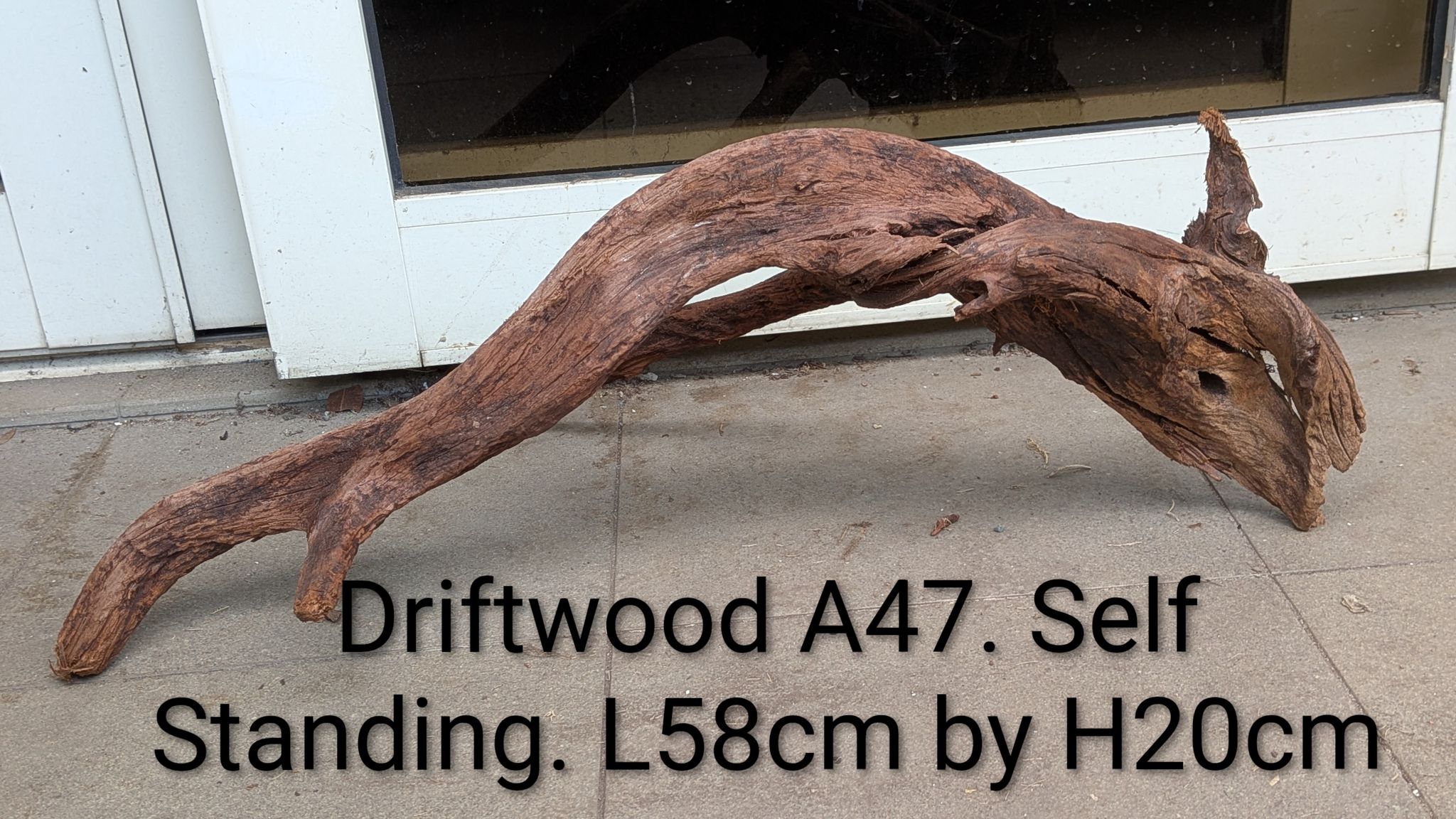 [A47] Premium Self-Standing Natural Arch & Weathered Root Driftwood