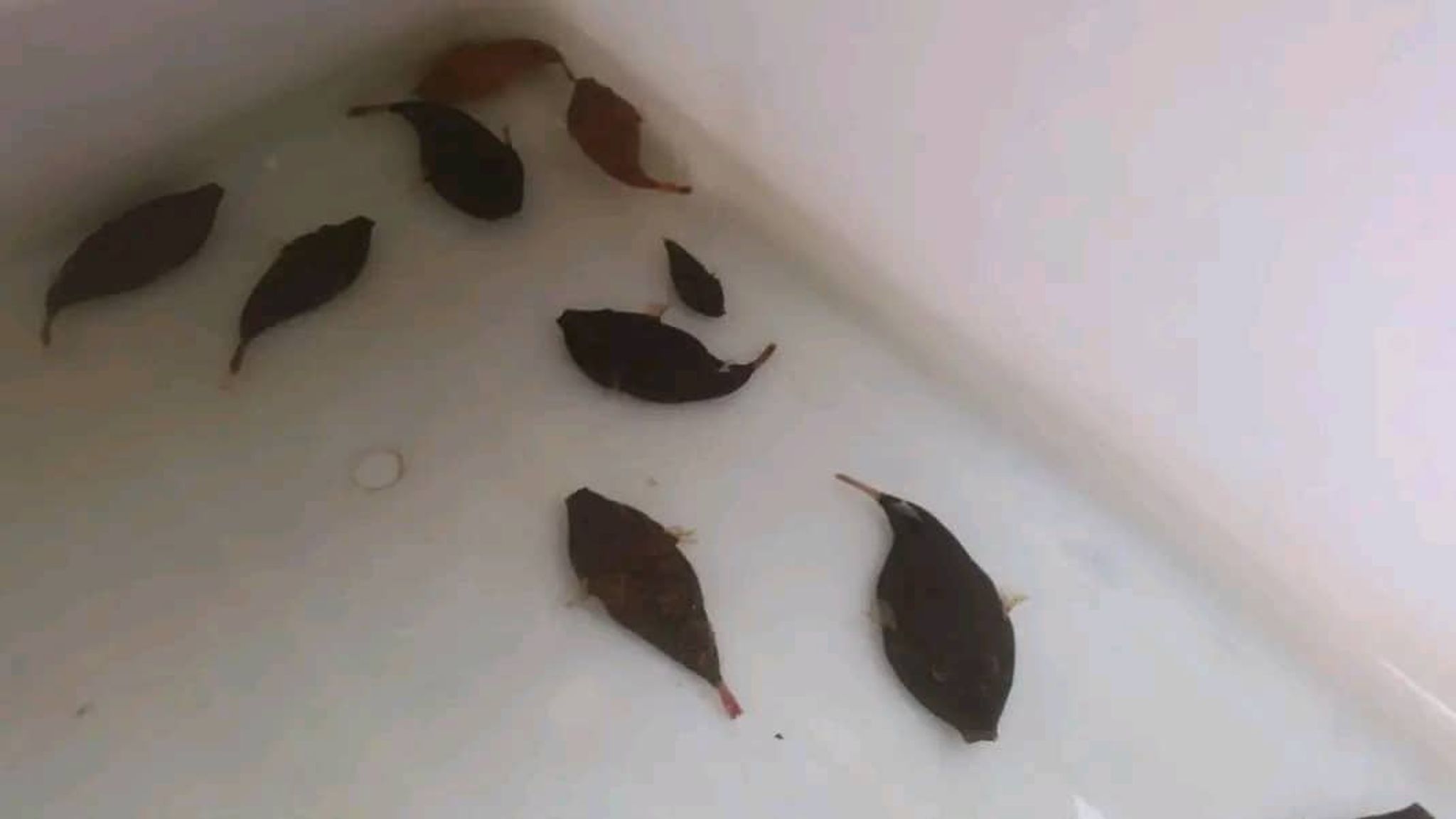 Tetraodon murius black puffer