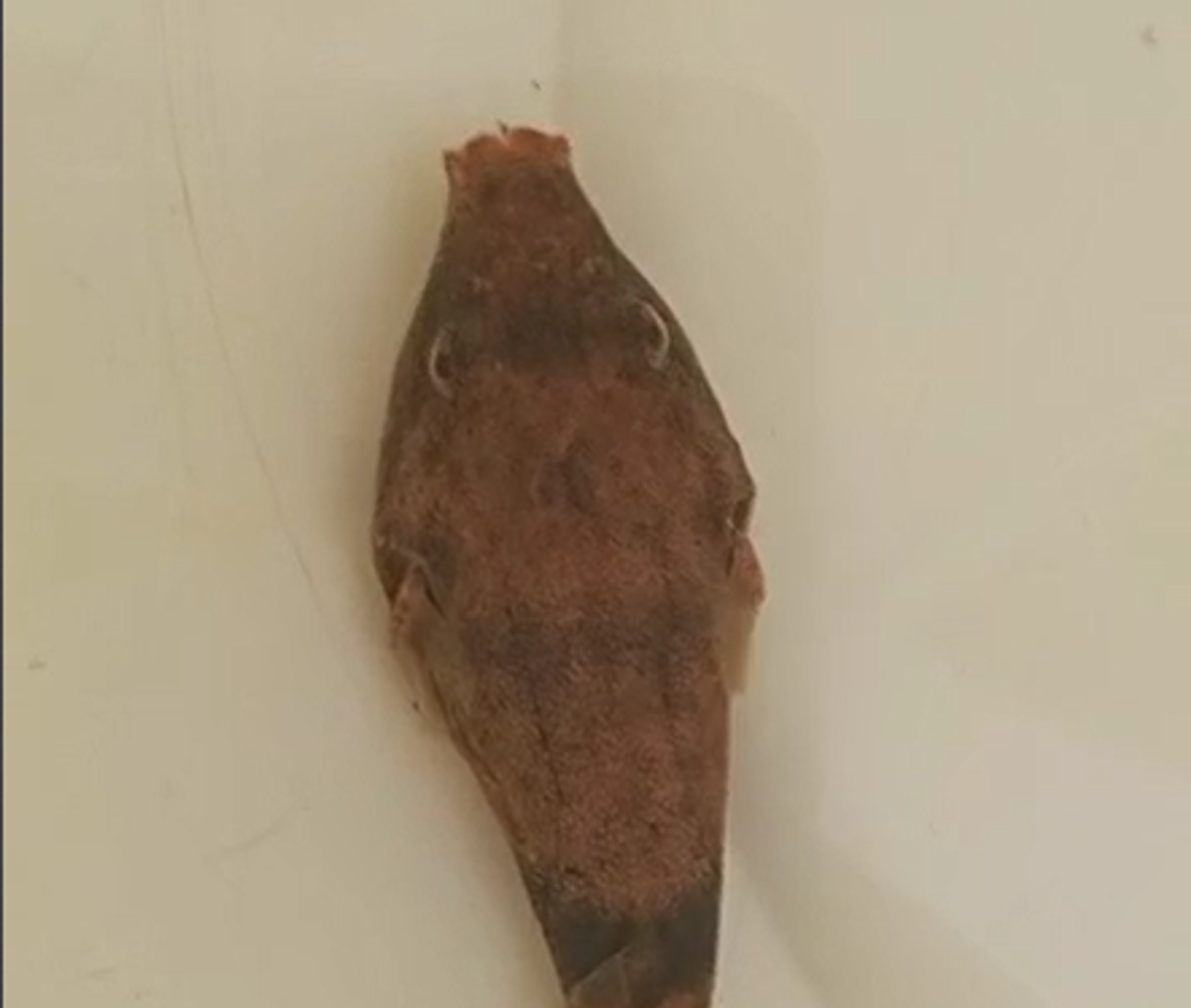 Tetraodon murius puffer