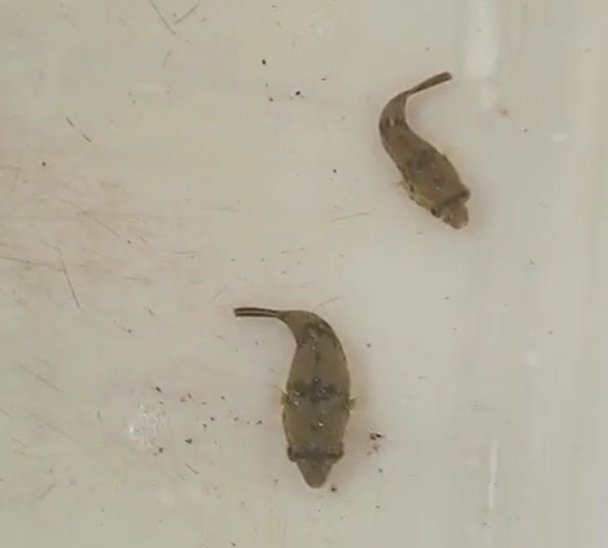 Tetraodon schoutedeni puffer