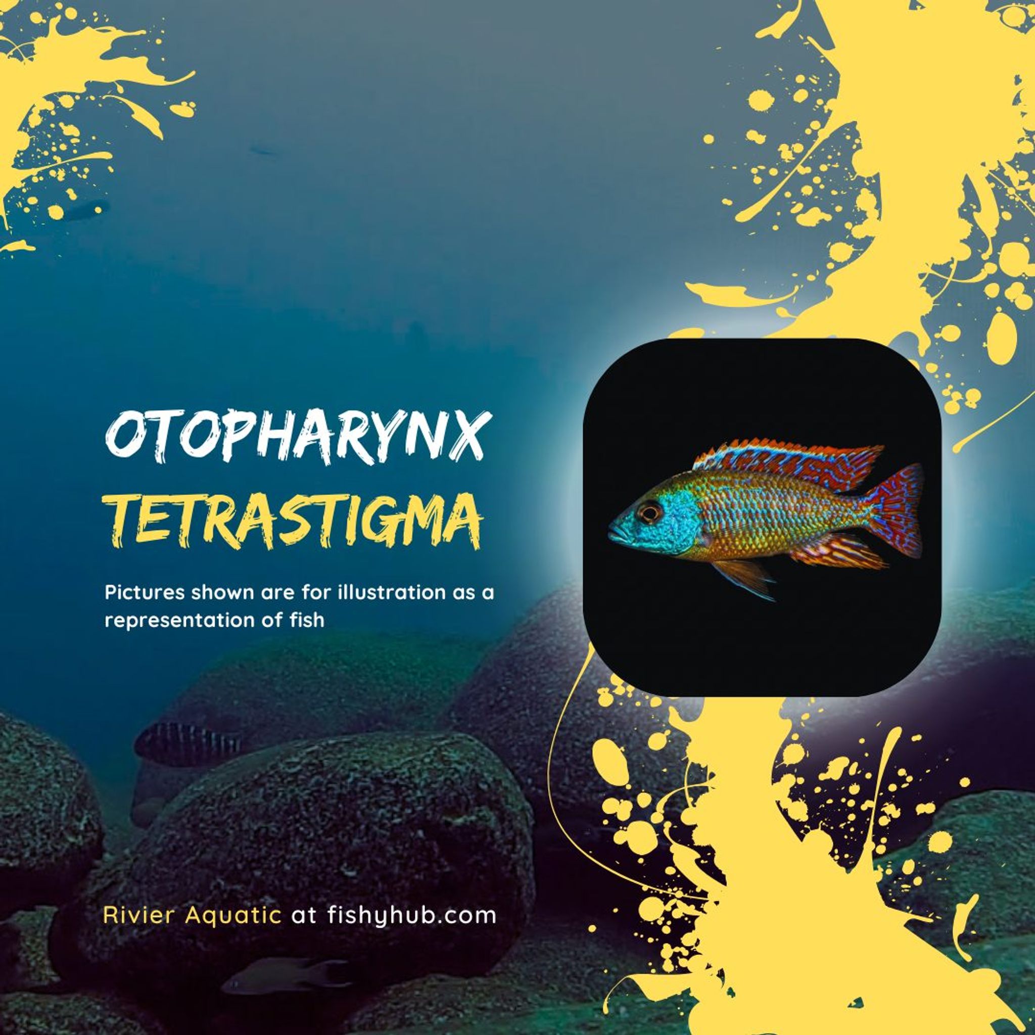 Tetrastigma Cichlid (Otopharynx Tetrastigma)