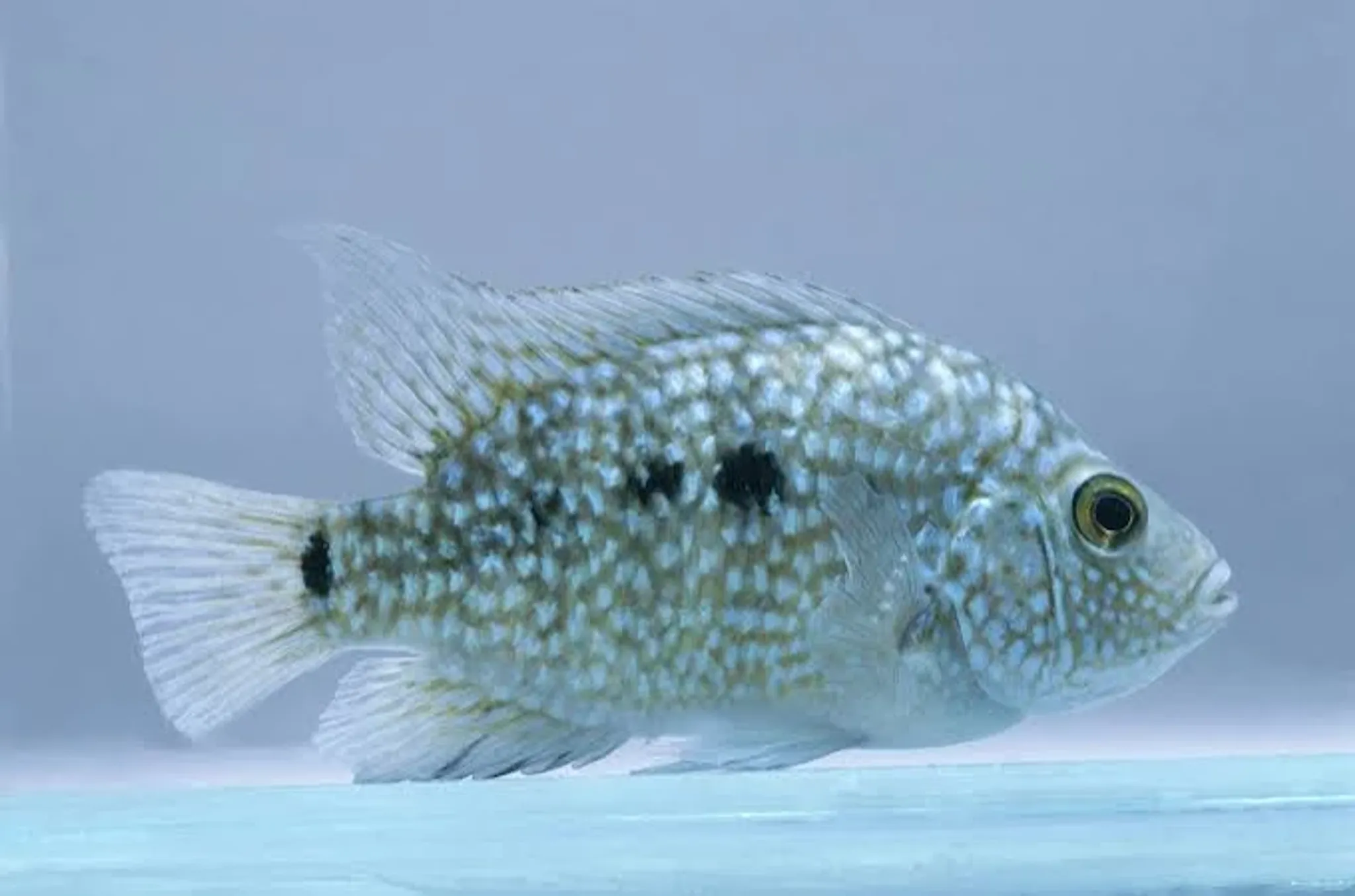 Texas Cichlid