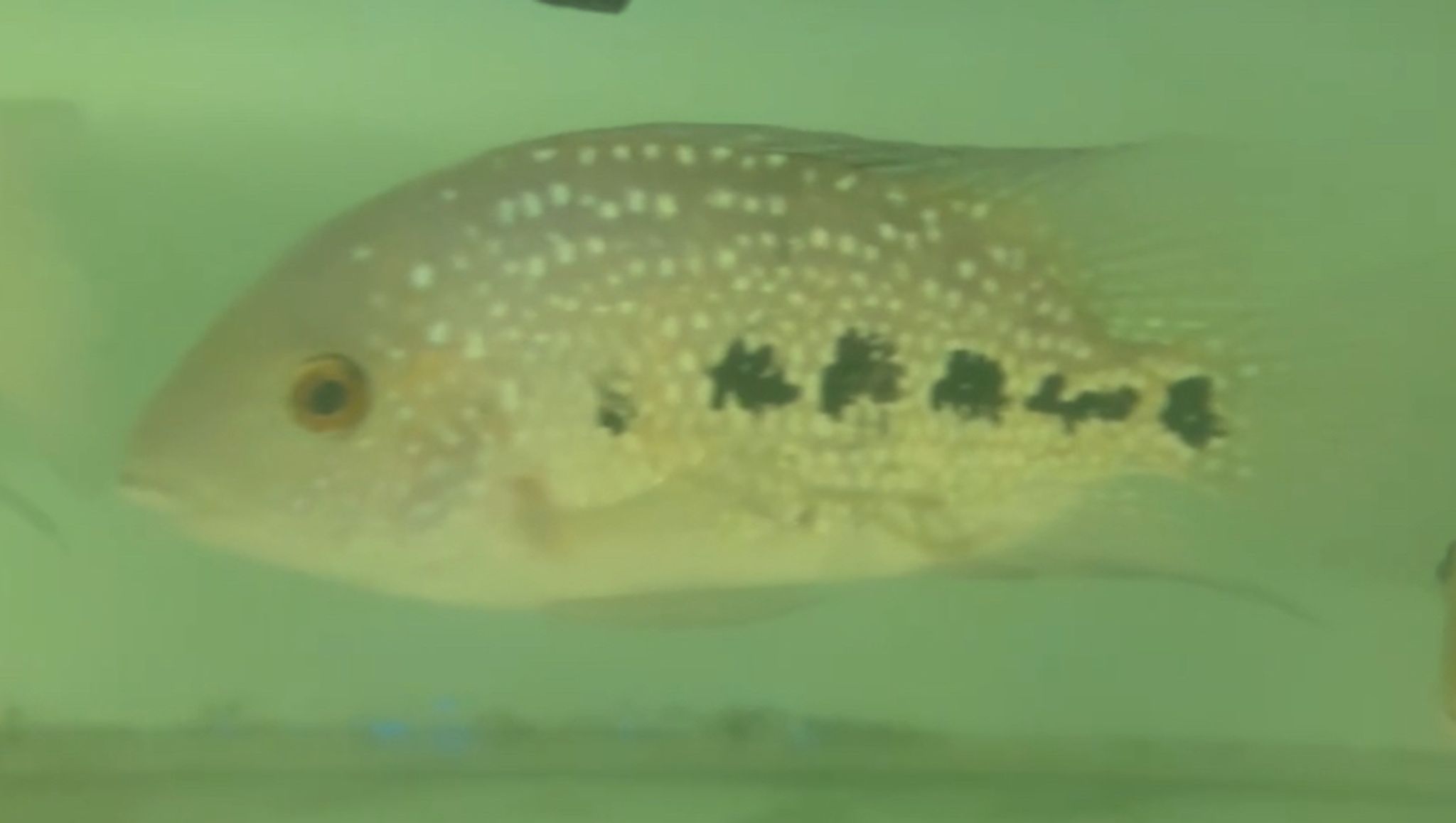 Texas Cichlid