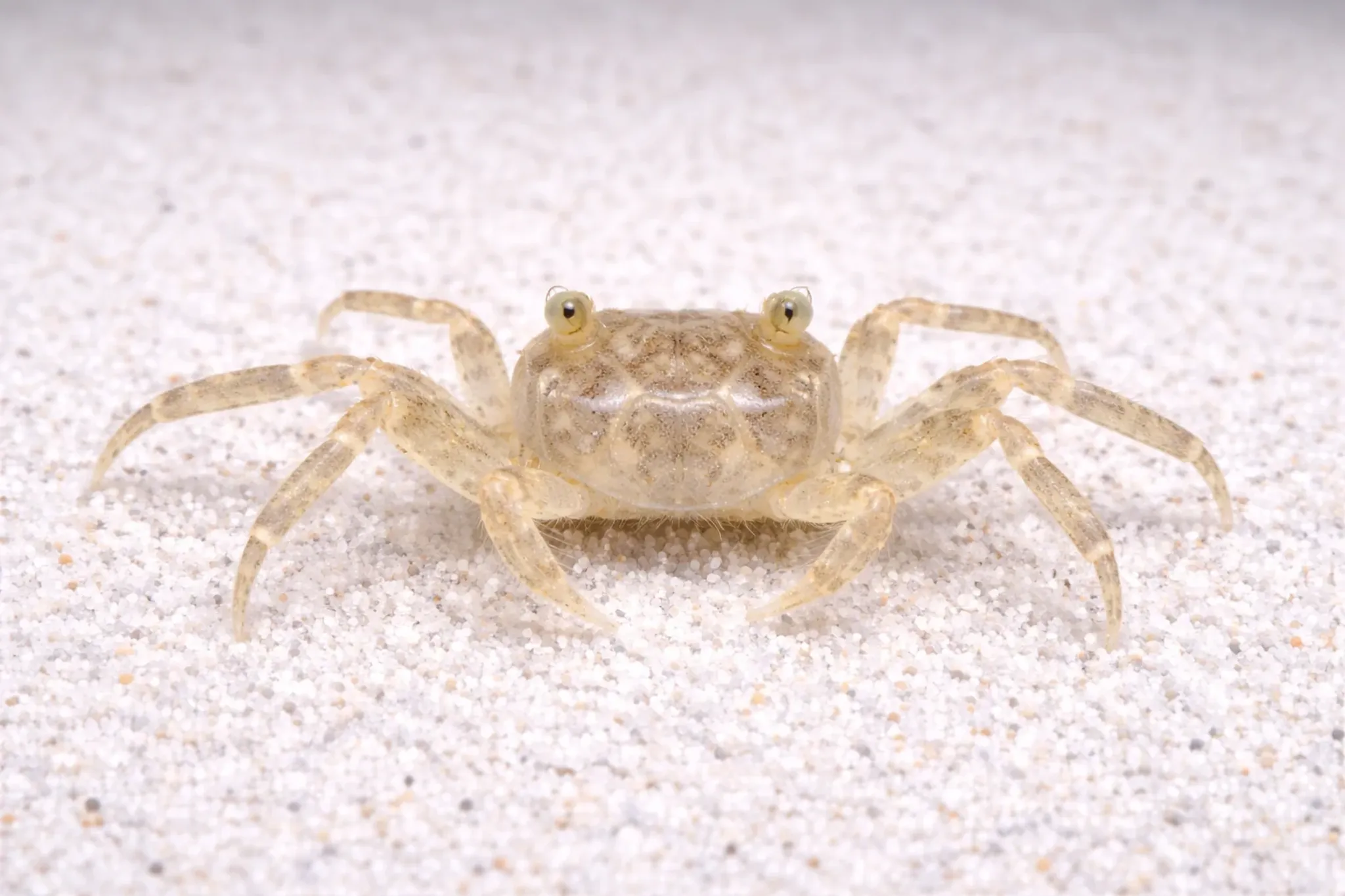 Thai micro-crab 0.8-1.2cm