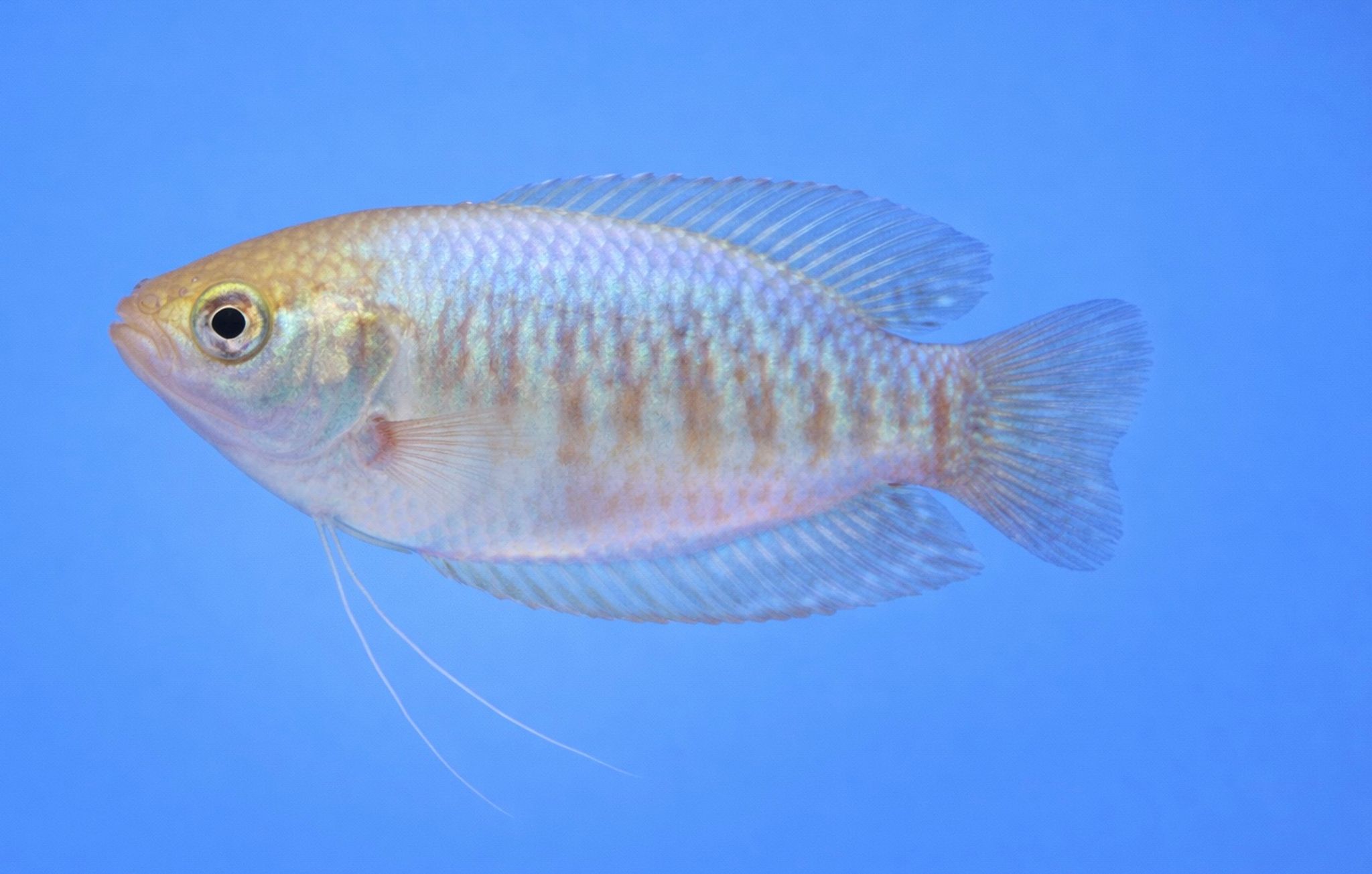 Thick Lipped Gourami