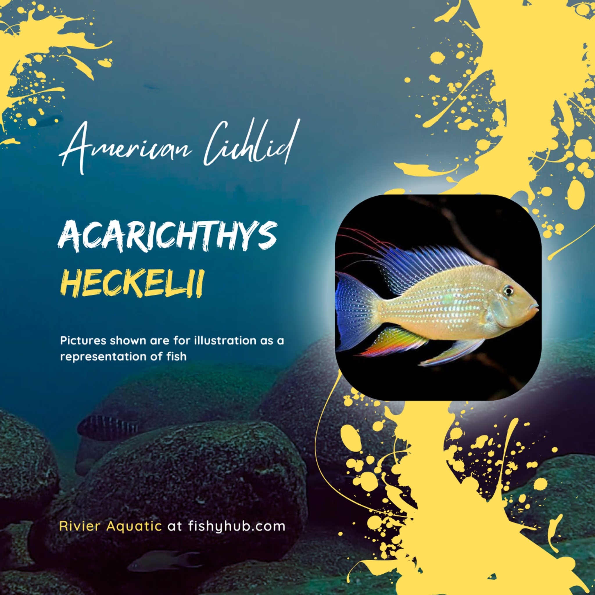 Threadfin Acara Eartheater (Acarichthys Heckelii)