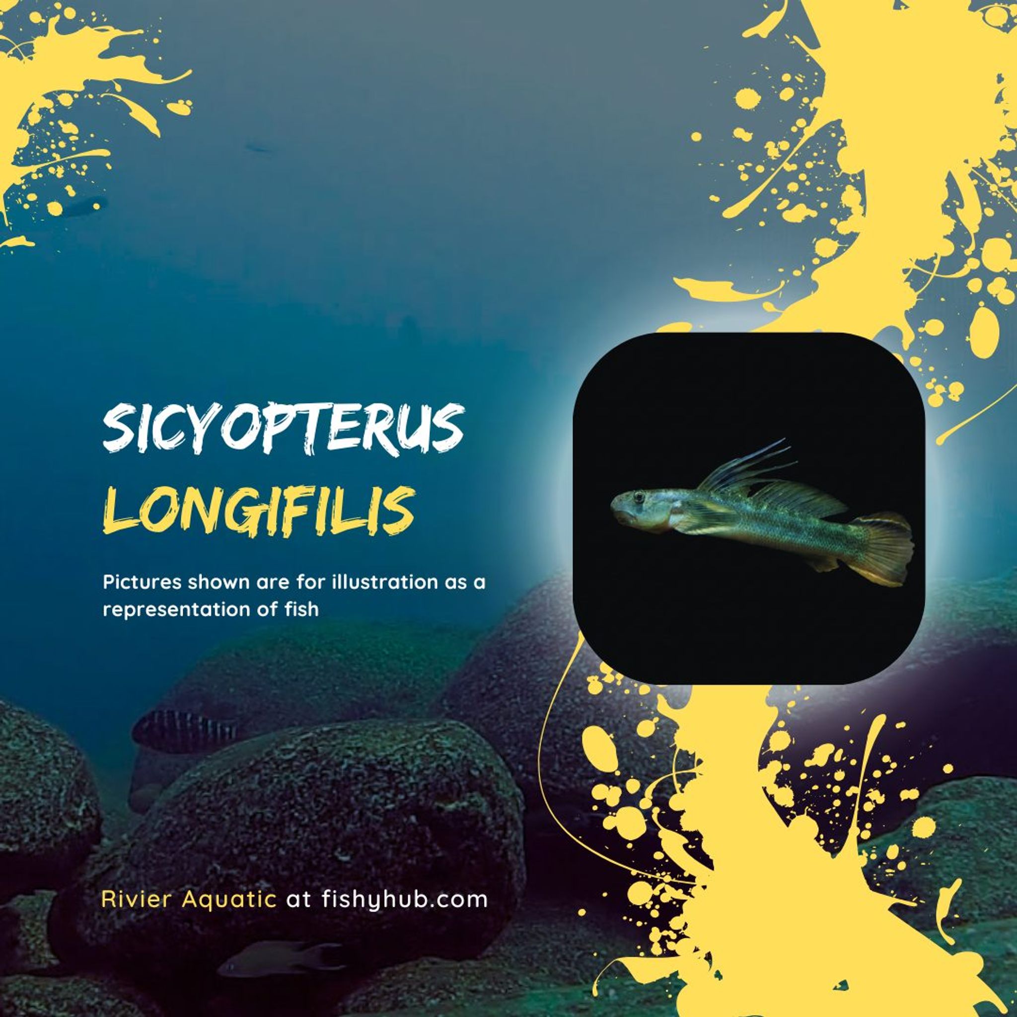 Threadfin Goby (Sicyopterus Longifilis)