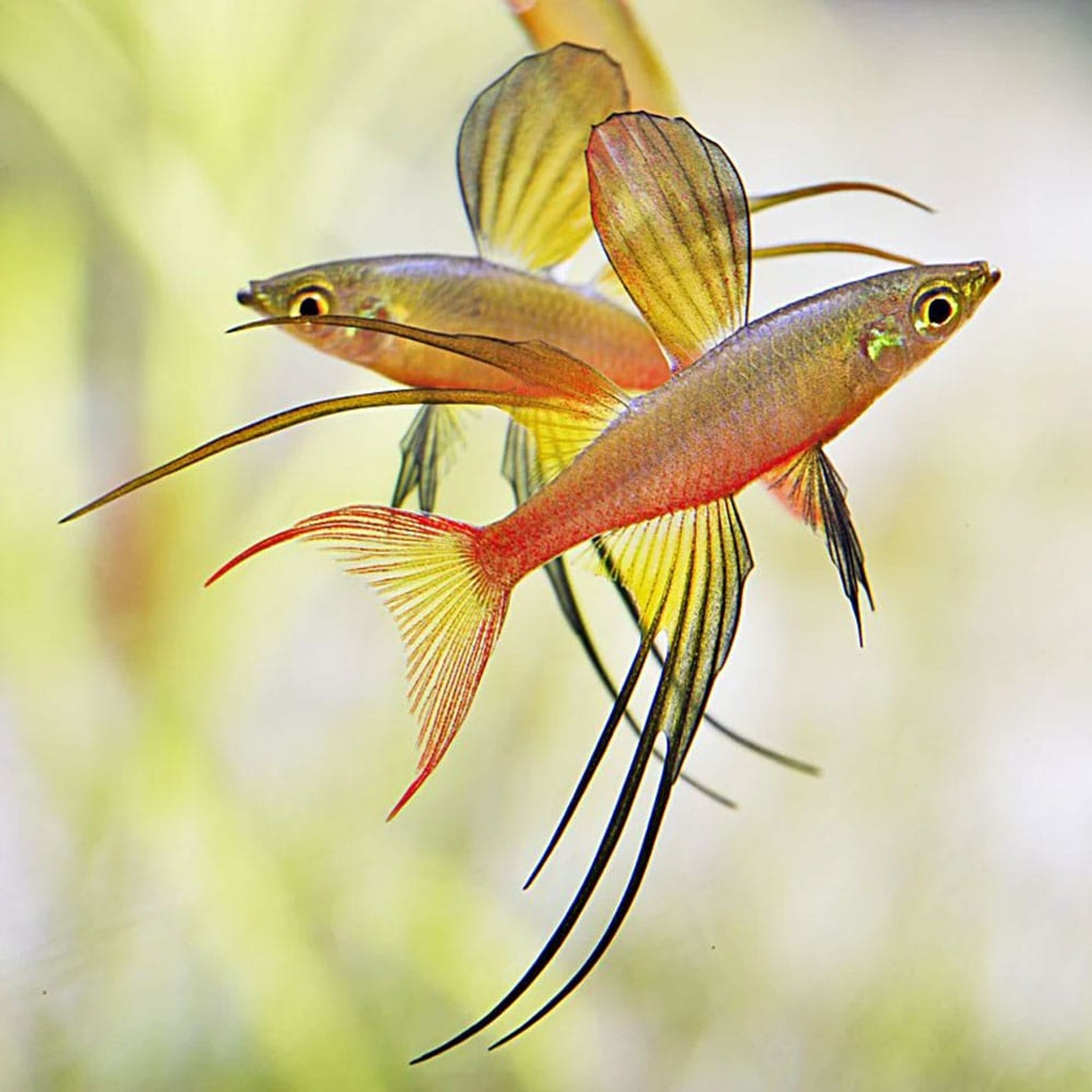 Threadfin Rainbow Fish L