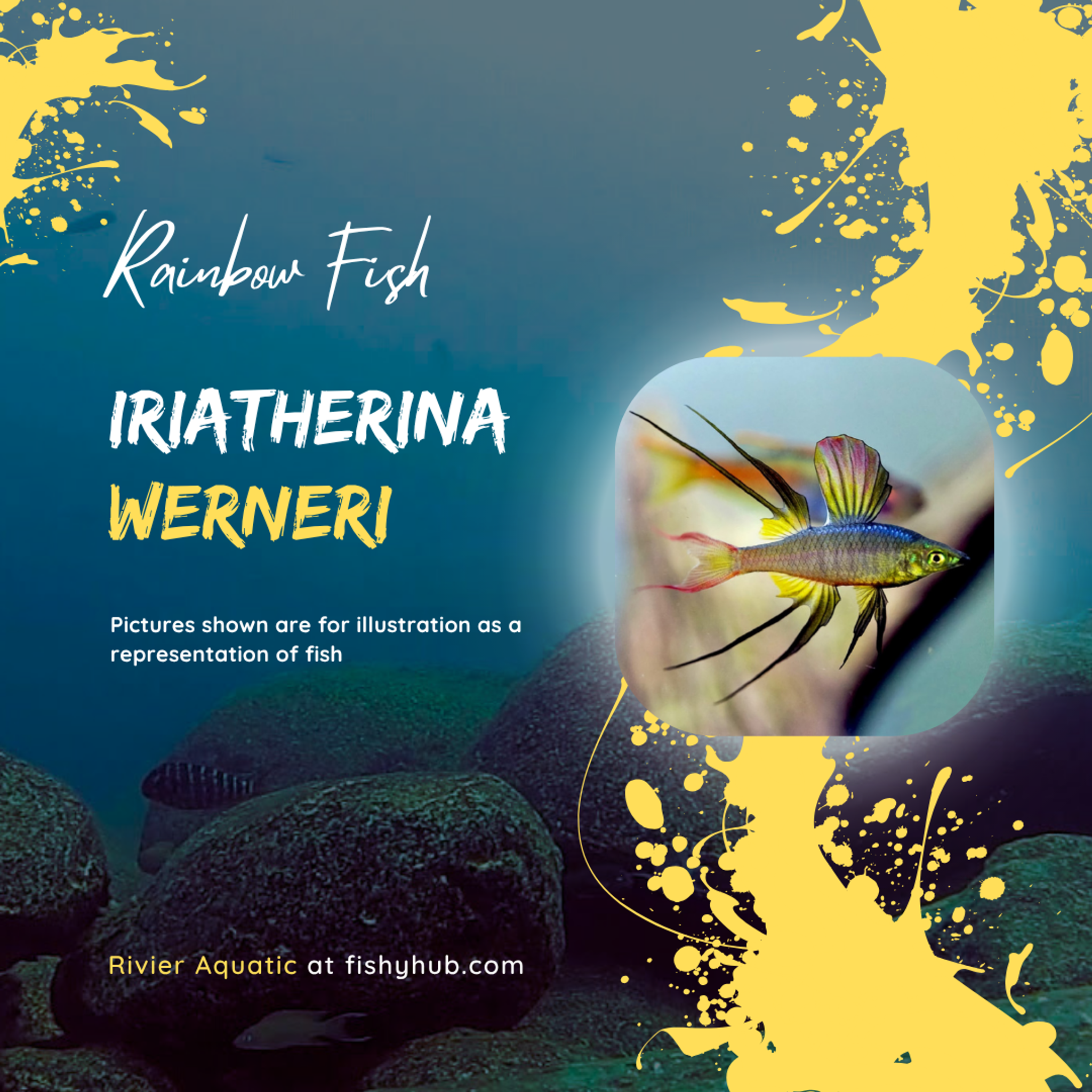 Threadfin Rainbowfish (Iriatherina Werneri)