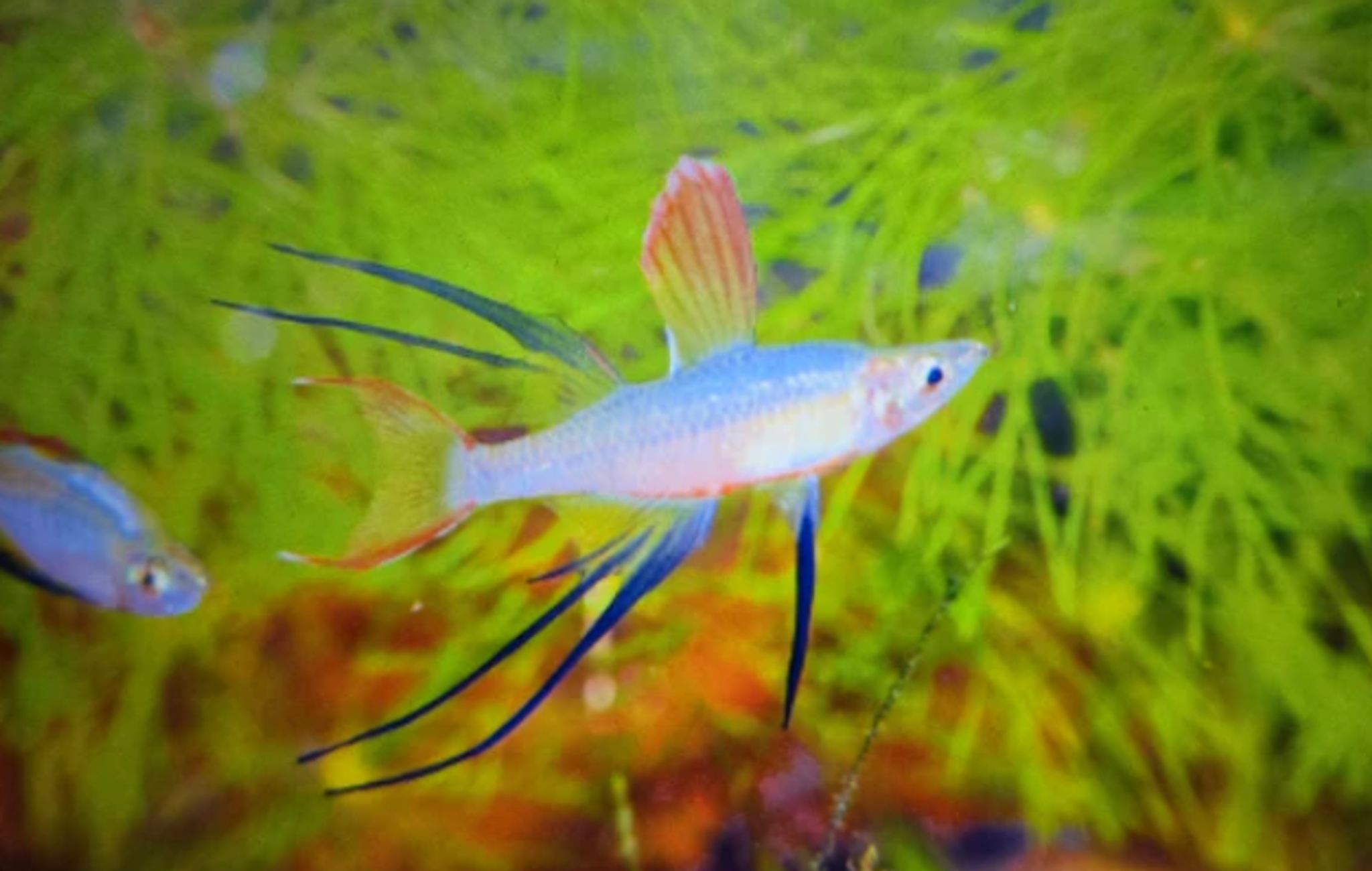 Threadfin rainbow 2.5cm x 3cm
