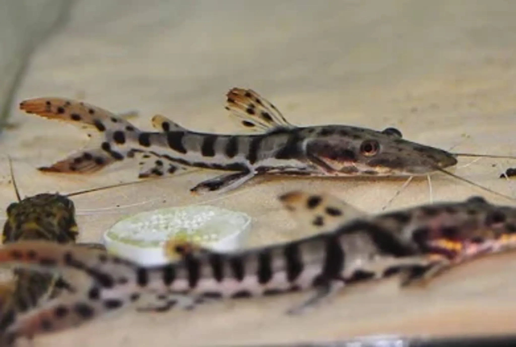 Tiger Shovelnose Catfish
