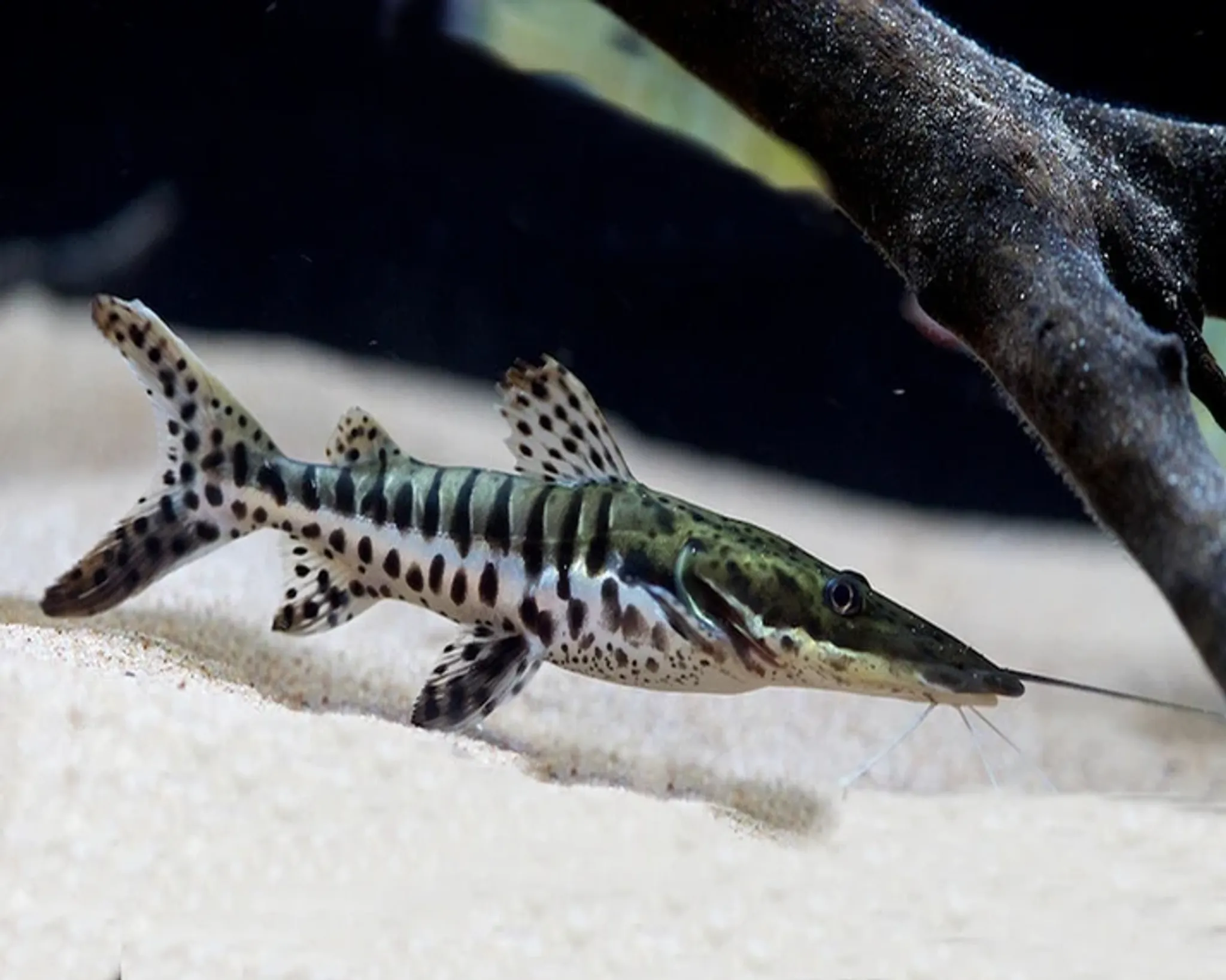 Tiger shovelnose catfish 6-7cm