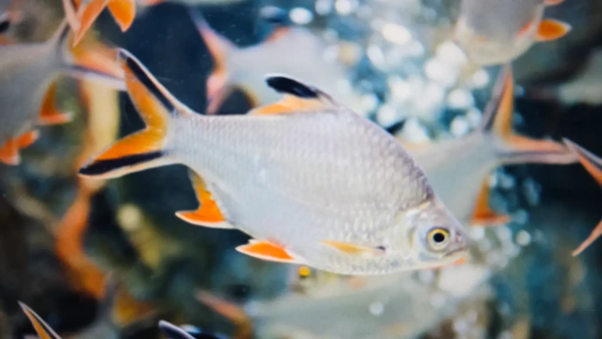Tinfoil barb 8-10cm