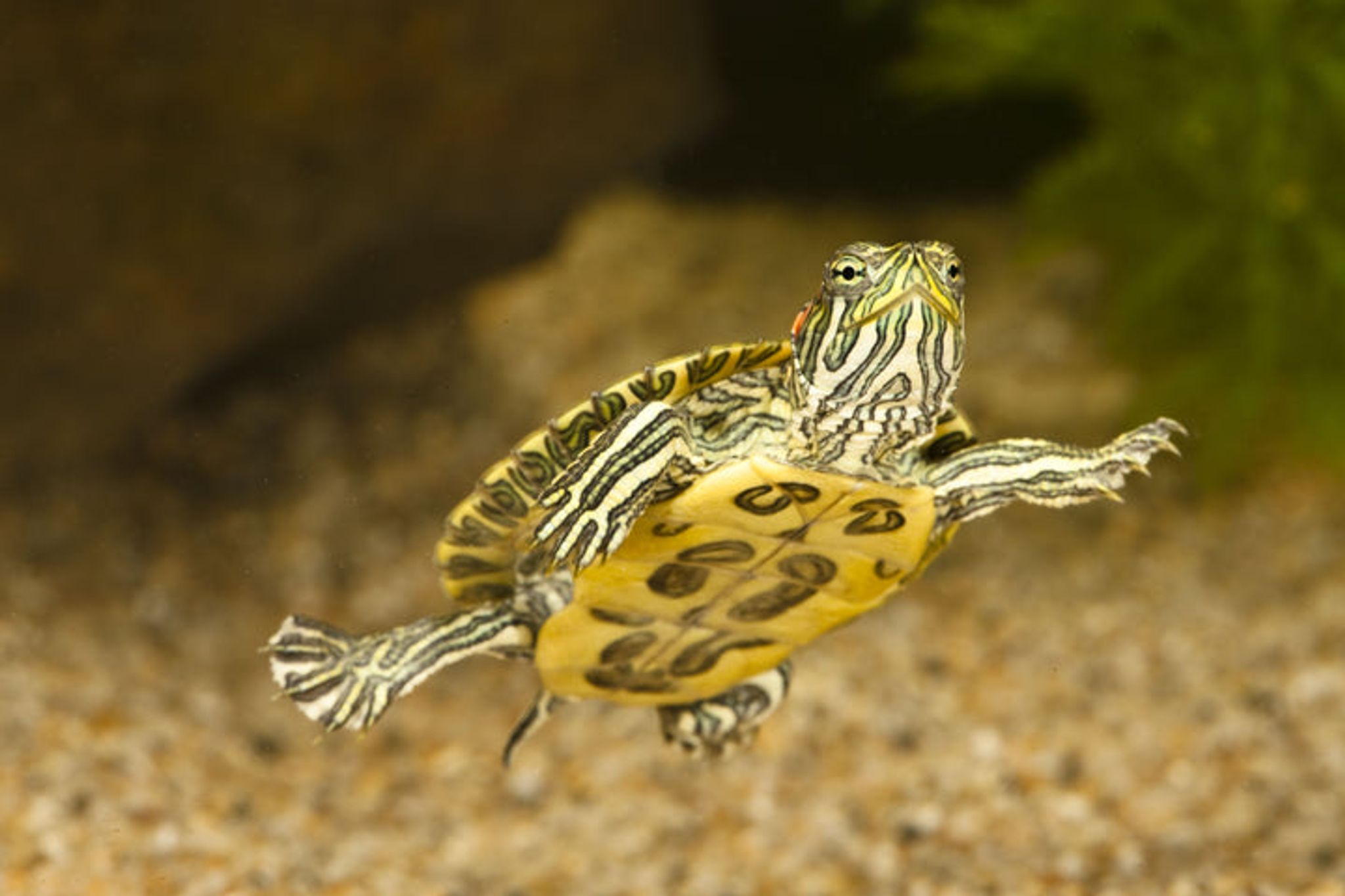 Red Ear Slider "RES" Turtle