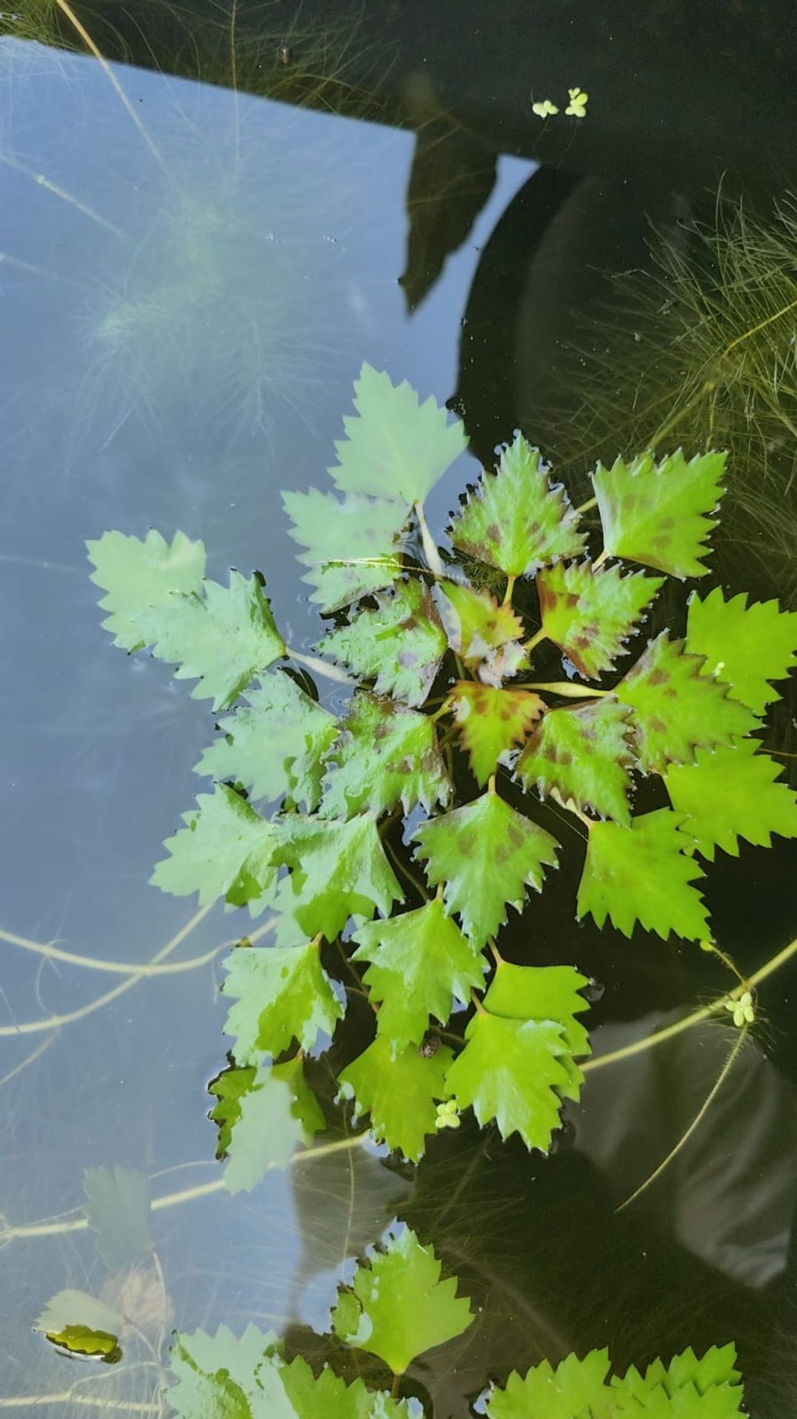 Trapa natans (Water plant)
