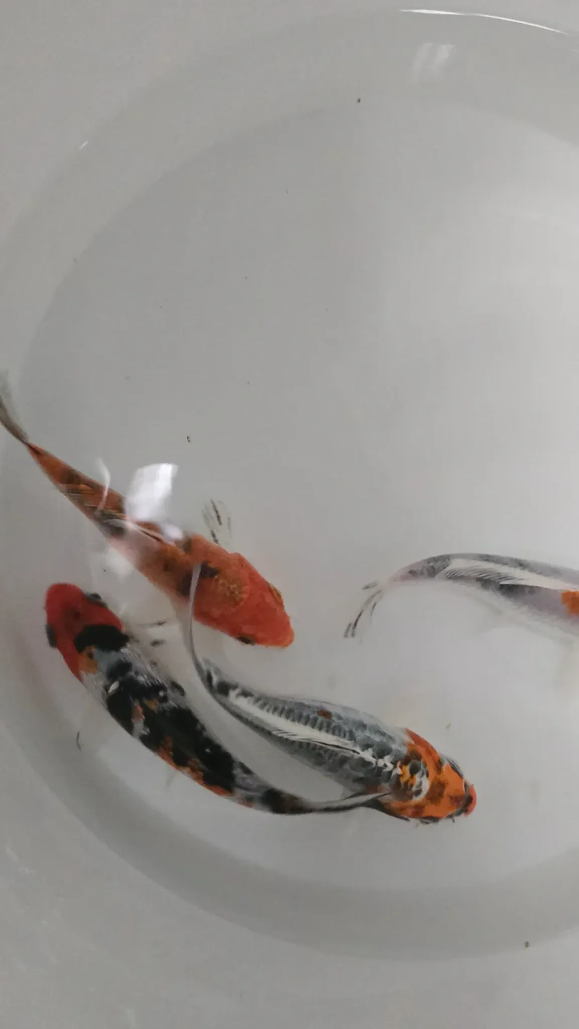 Tri colour koi