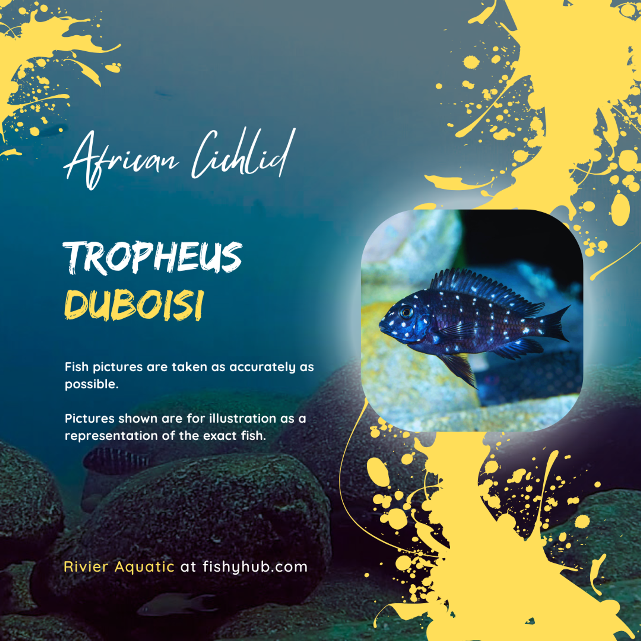 White Spotted Cichlid (Tropheus Duboisi)