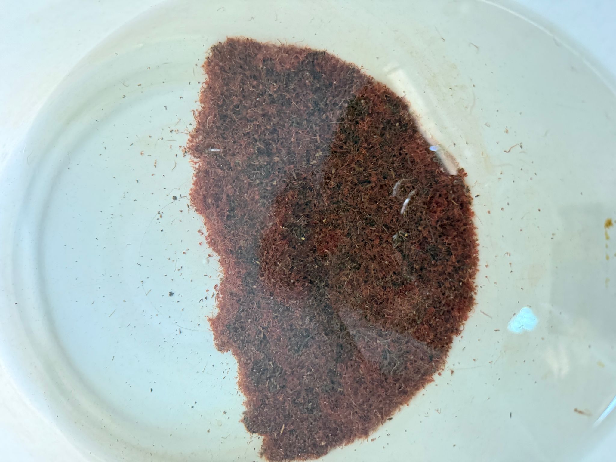 Tubifex worms