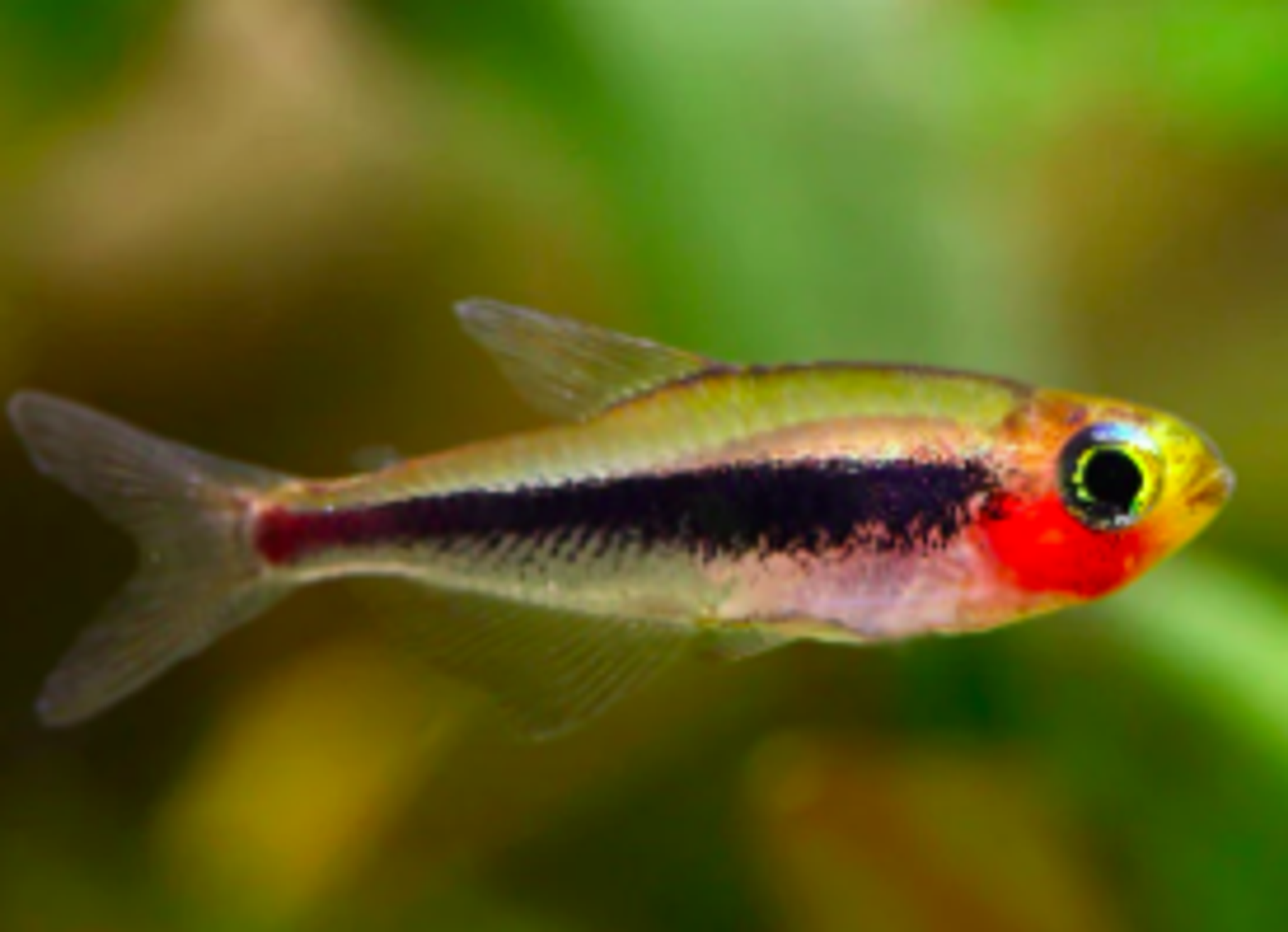 Tucanoichthys Tucano
