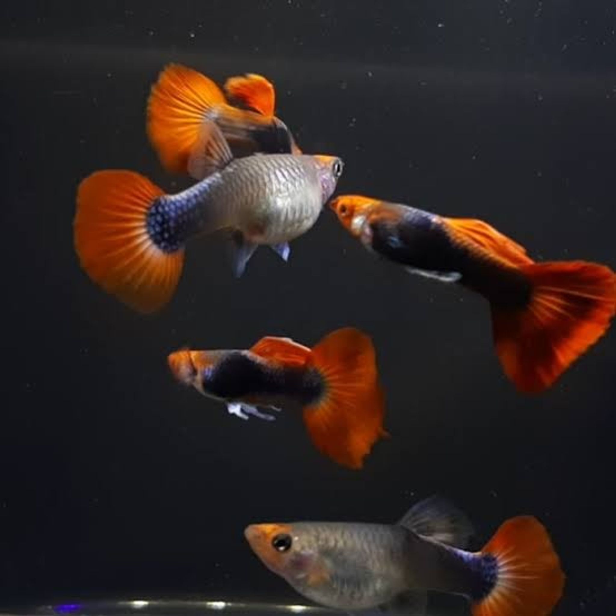 Higher Care Tuxedo Koi Guppy