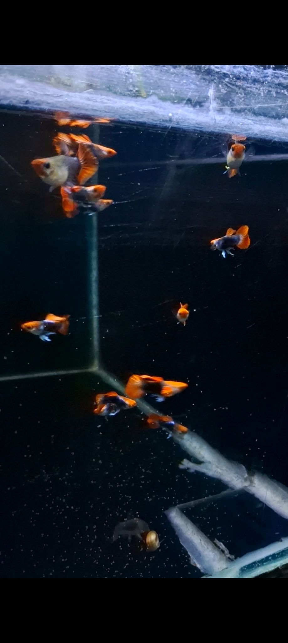 Tuxedo Koi SB