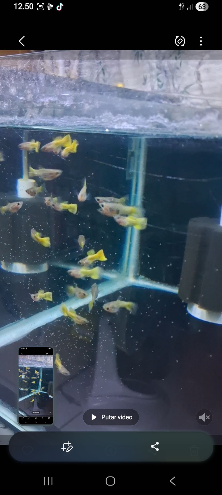 Higher Cared Tuxedo Yellow