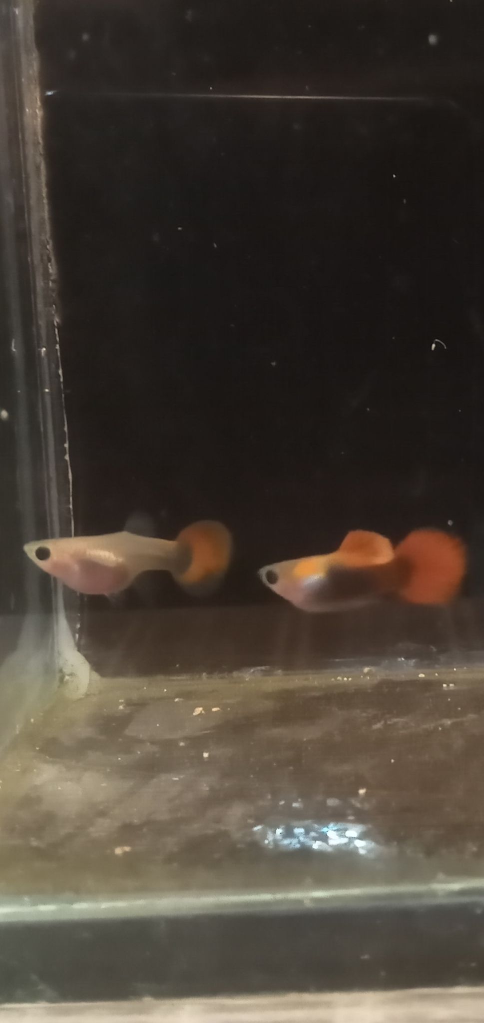 Tuxedo shortbody glassbelly
