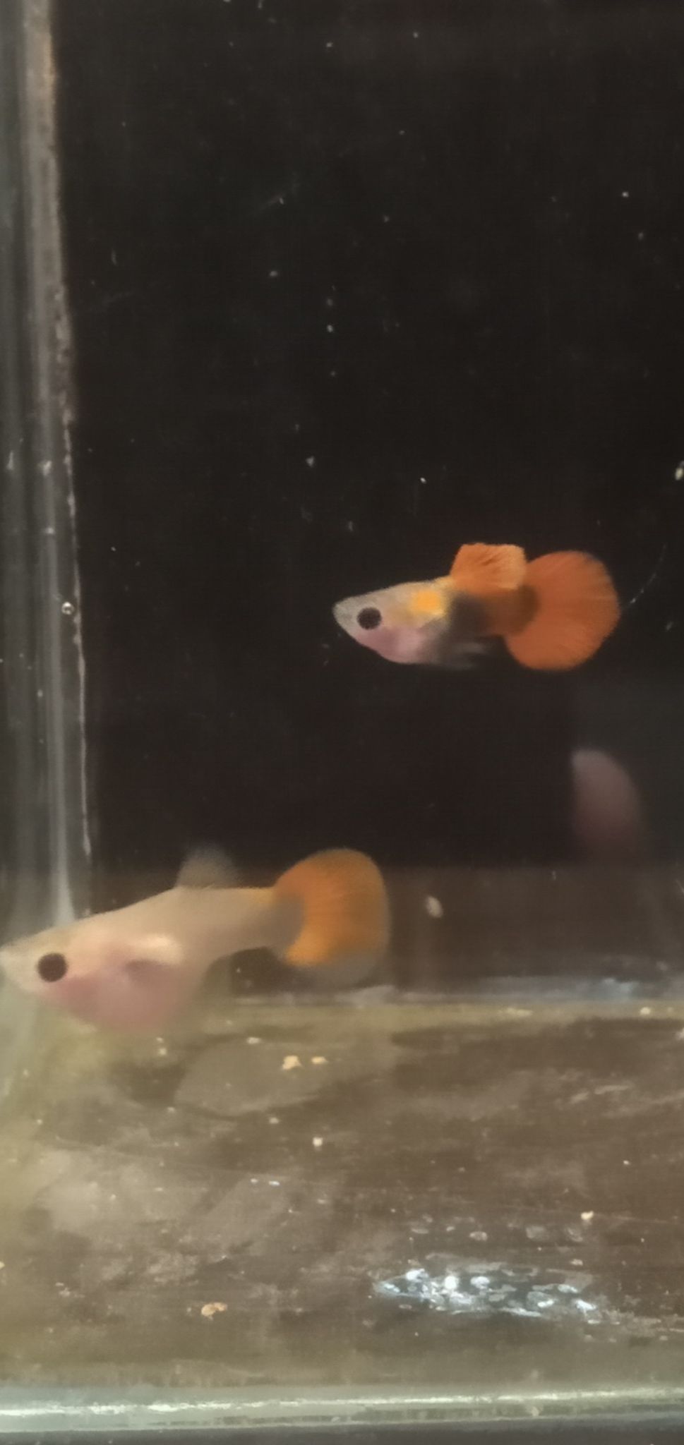 Tuxedo shortbody glassbelly