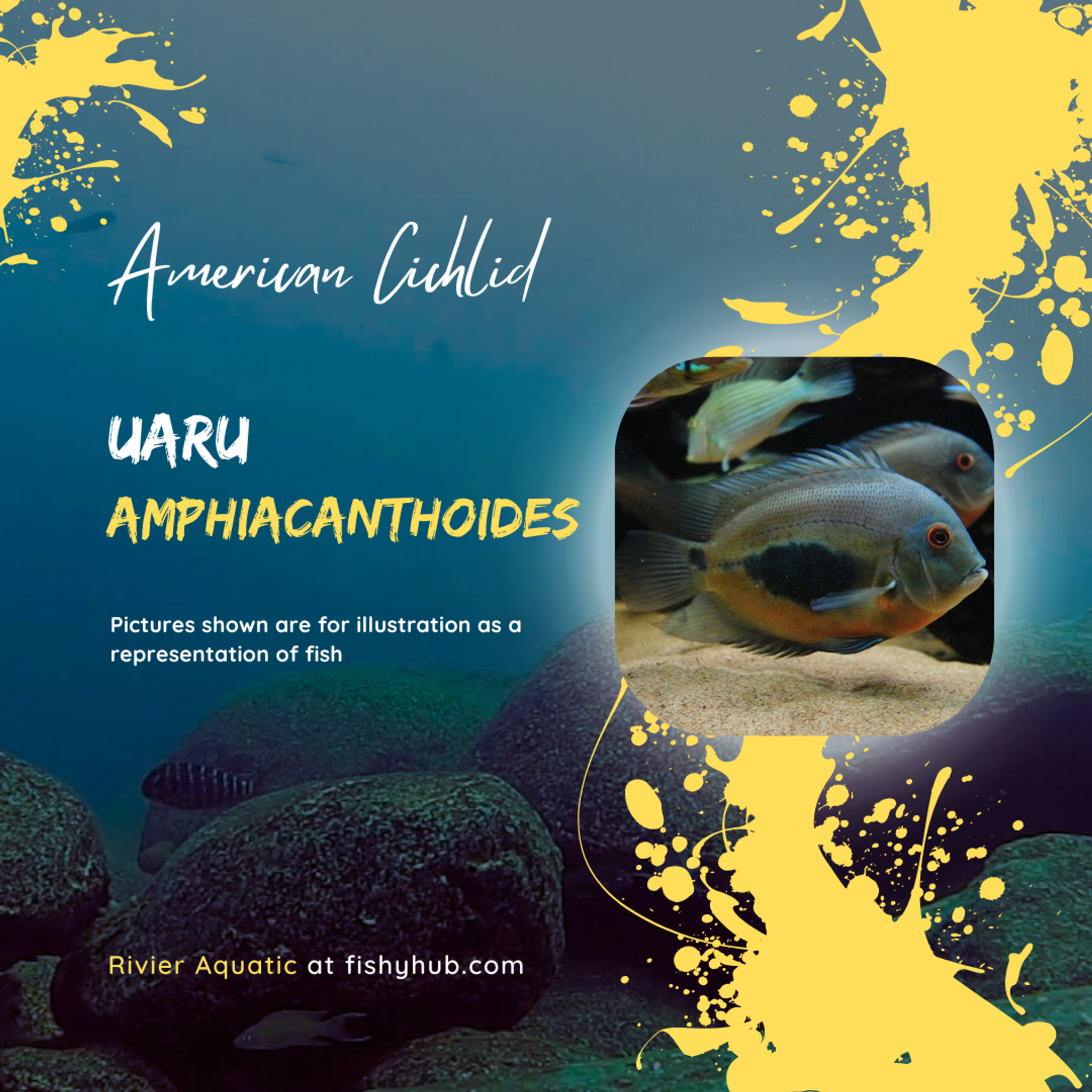 Uaru Amphiacanthoides