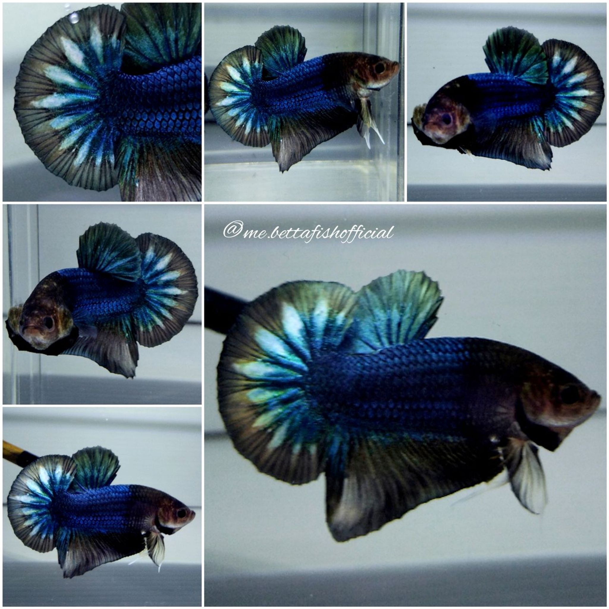 Unique Fancy Cooper Start Tail