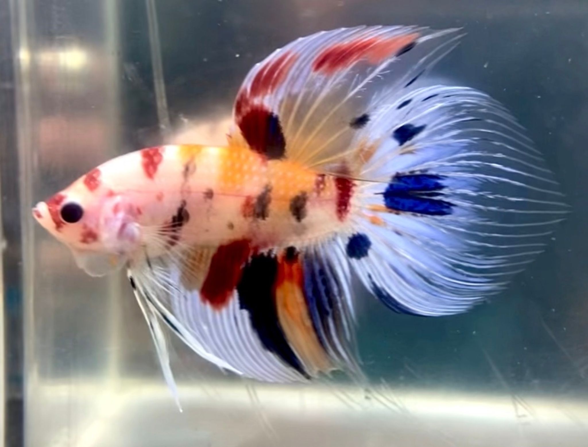 VEILTAIL YELLOW MULTI METALLIC