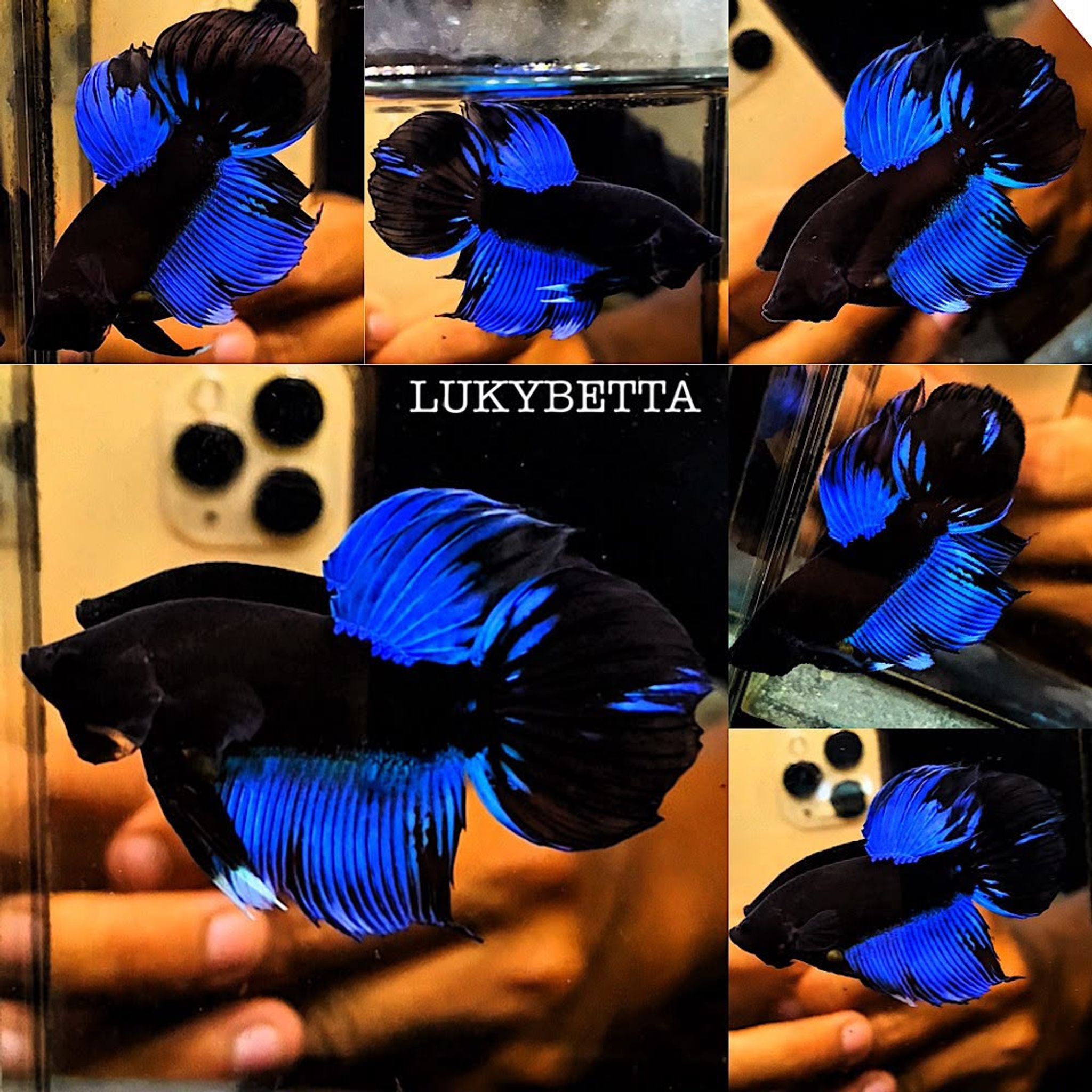 VIELTAILS AVATAR BLUE BLACK LIGHT