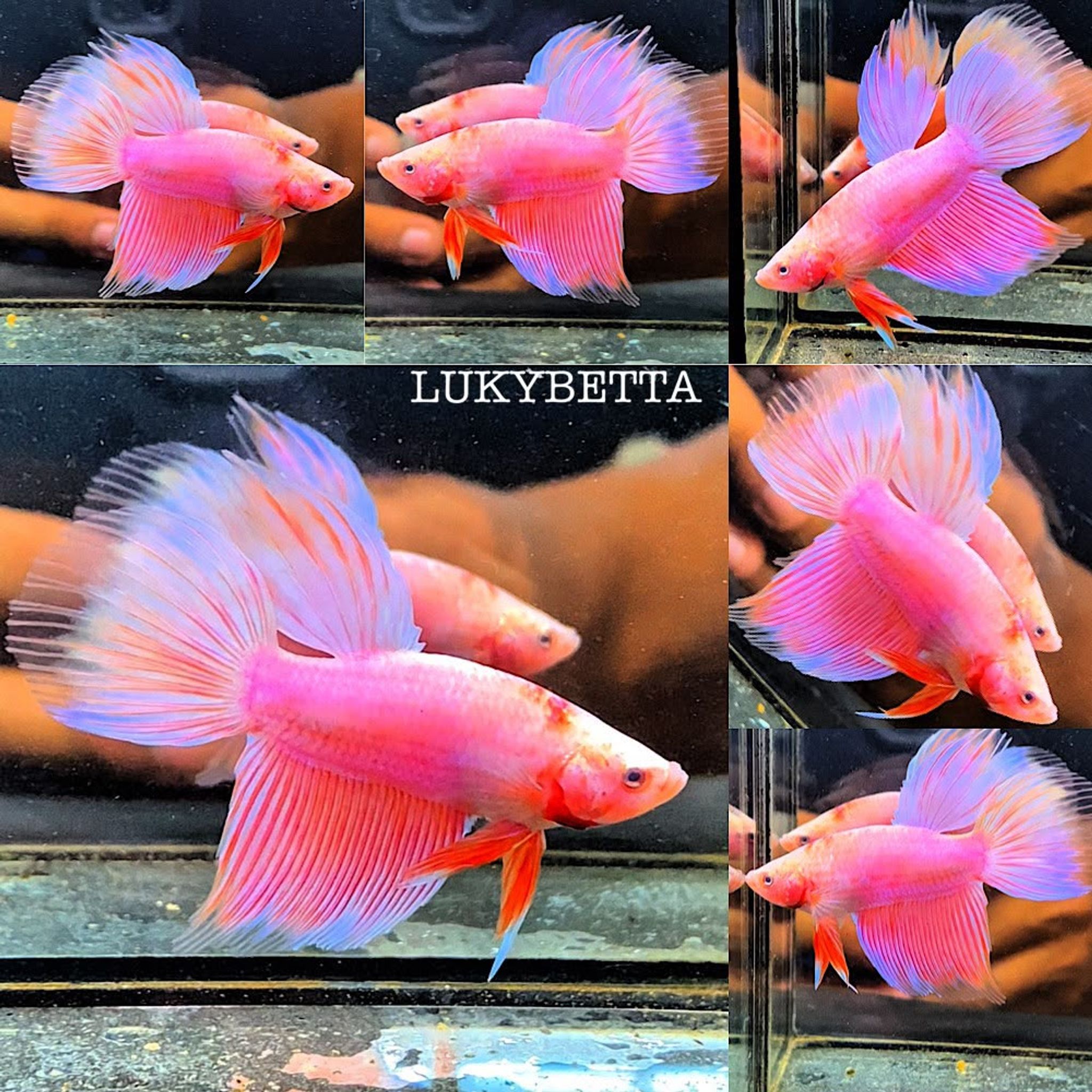 VIELTAILS PINK