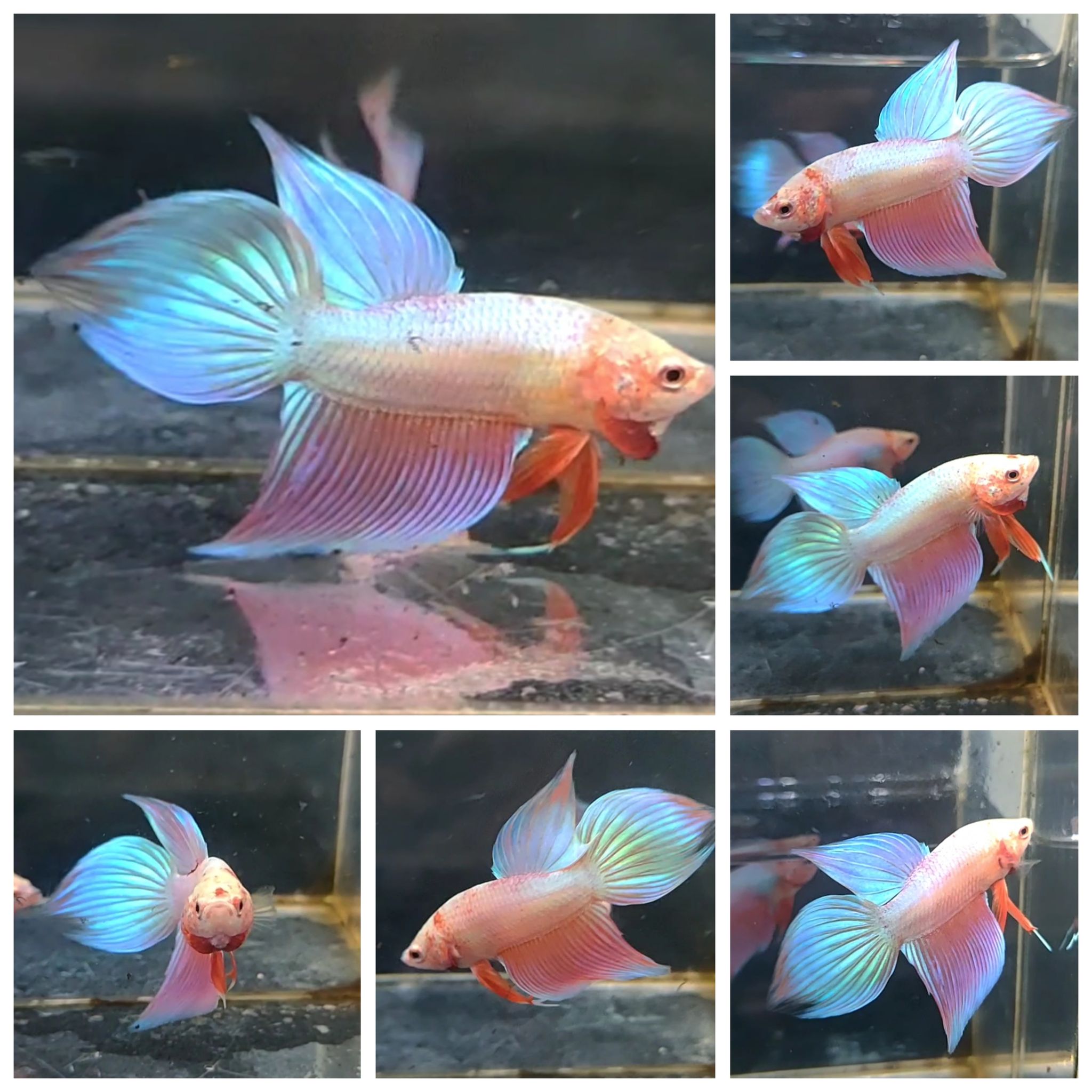 VT PINK HOLOGRAM