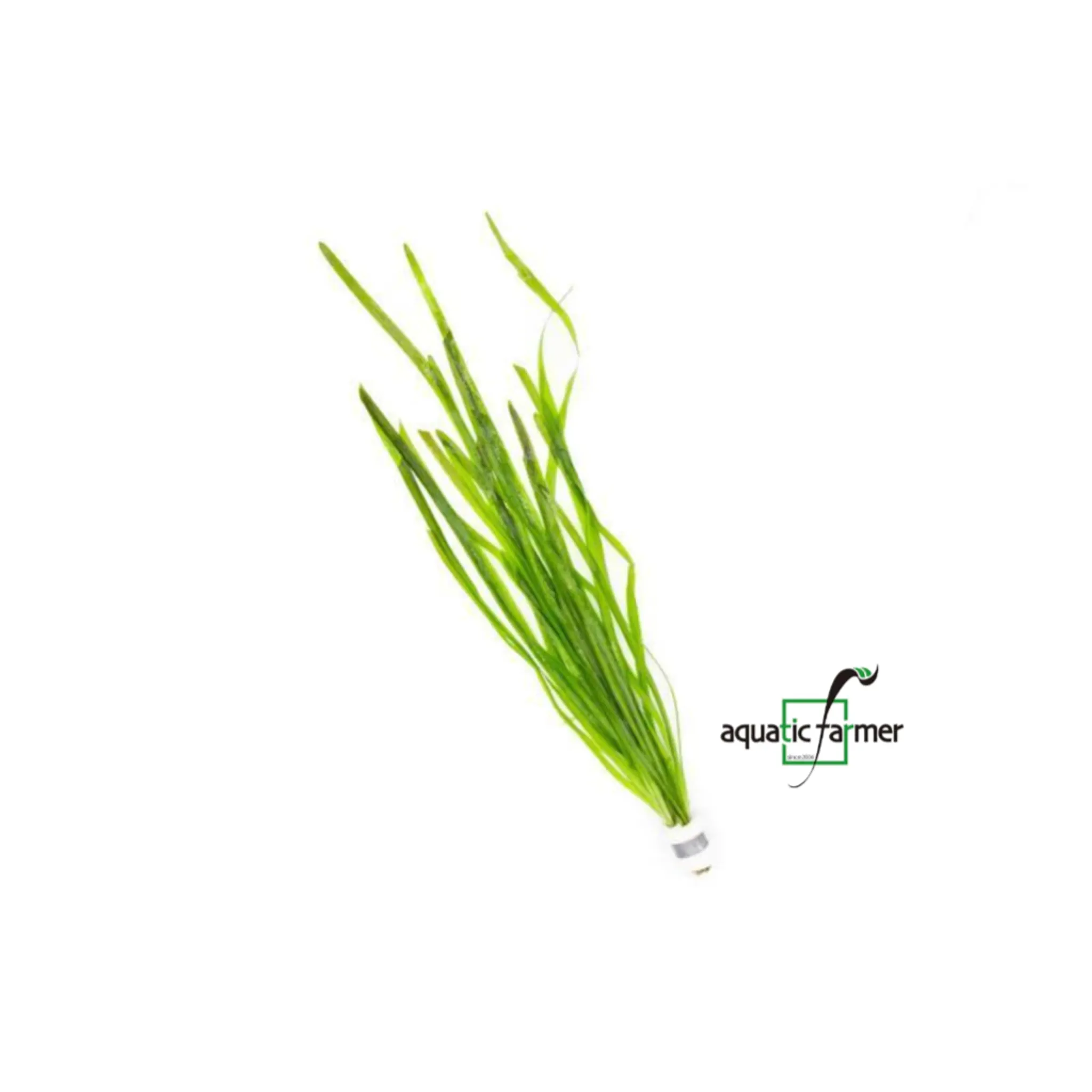 Vallisneria spiralis in lead bunch by Aquatic Farmer