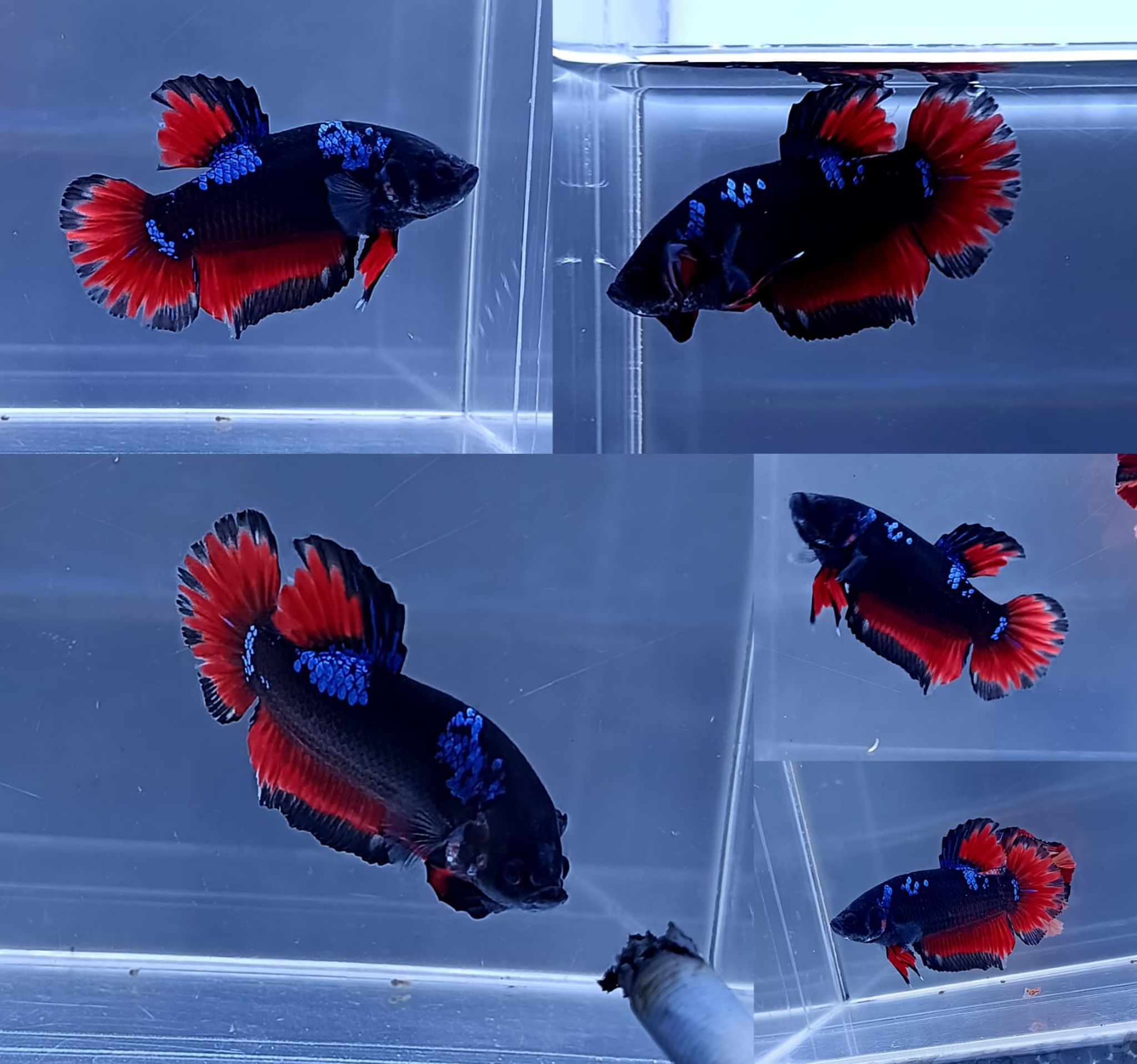 Vampire Avatar Giant Betta (Male)