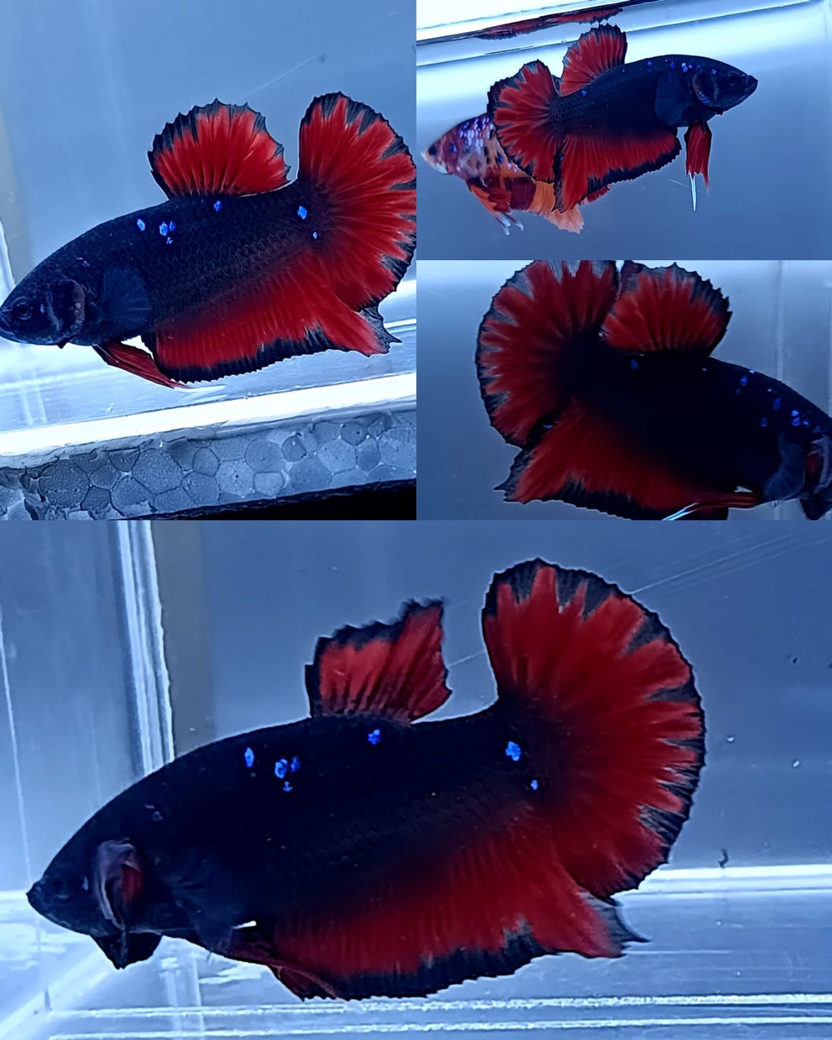 Vampire Avatar Giant Betta (Male)