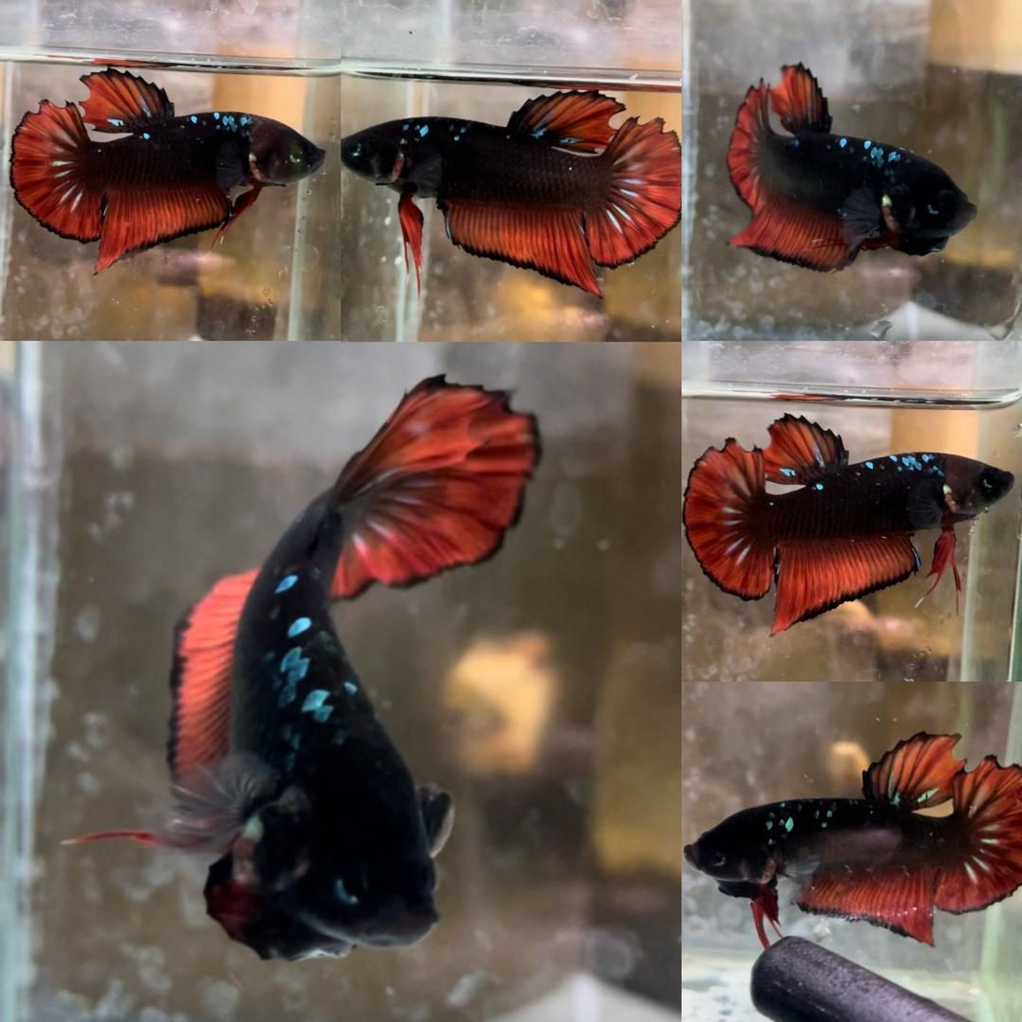 Vampire Avatar Giant Betta (Male)