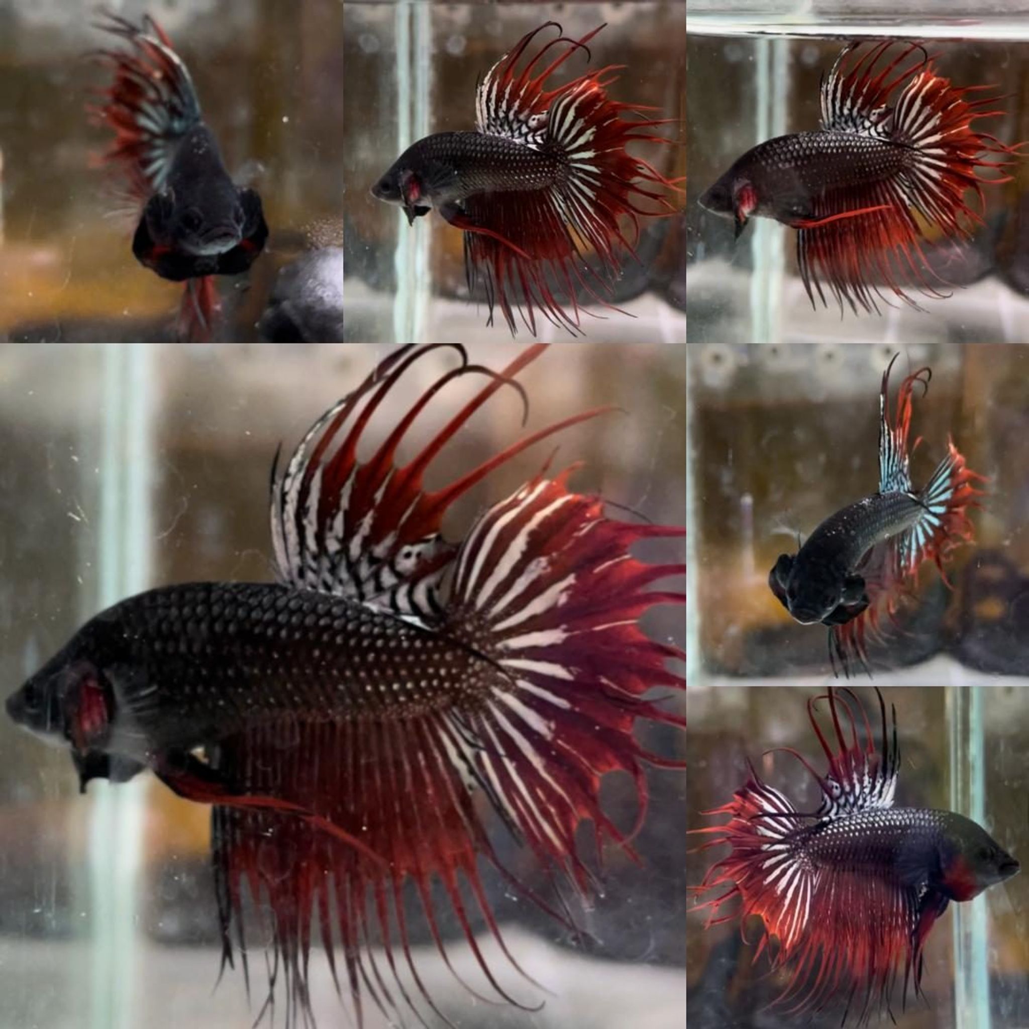 Vampire Copper Crowntail Wild Betta (Male)