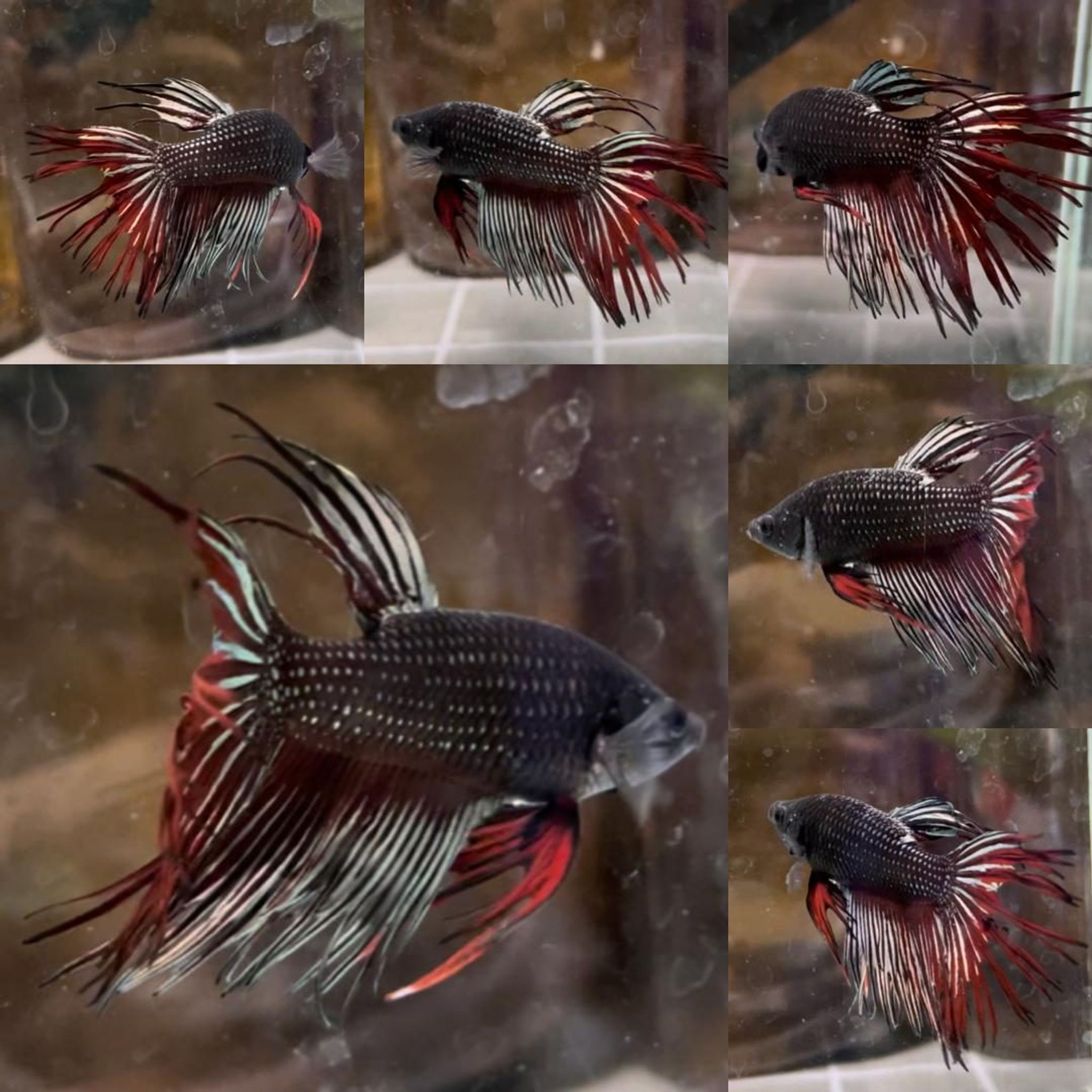 Vampire Copper Crowntail Wild Betta (Male)