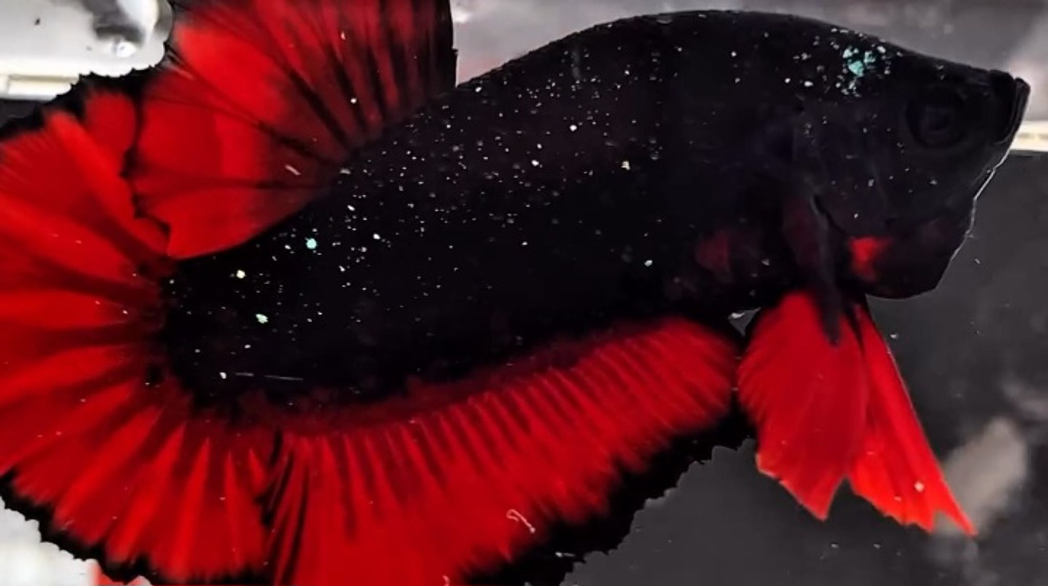 Vampire Nebula galaxy