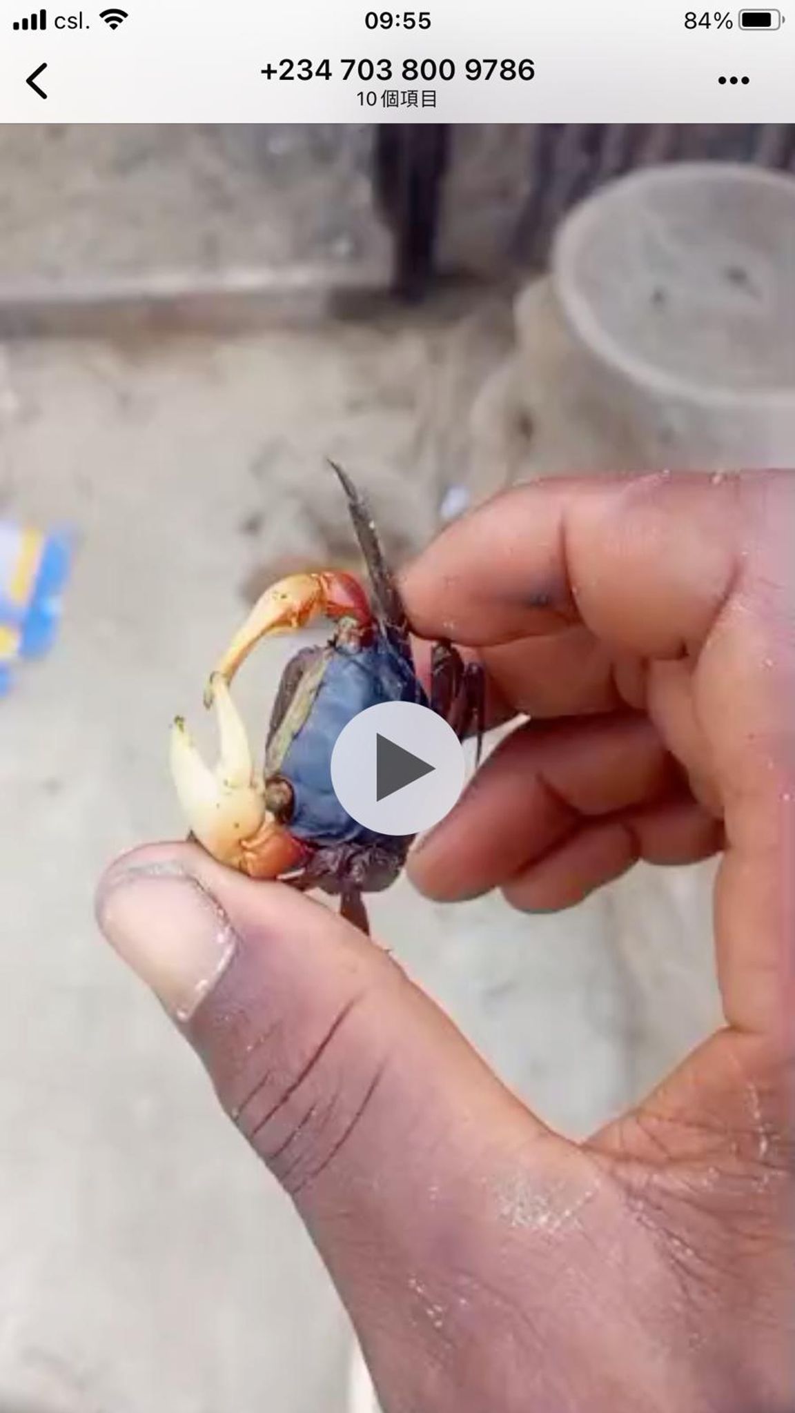 Vampire crab (Geosesarma crab)